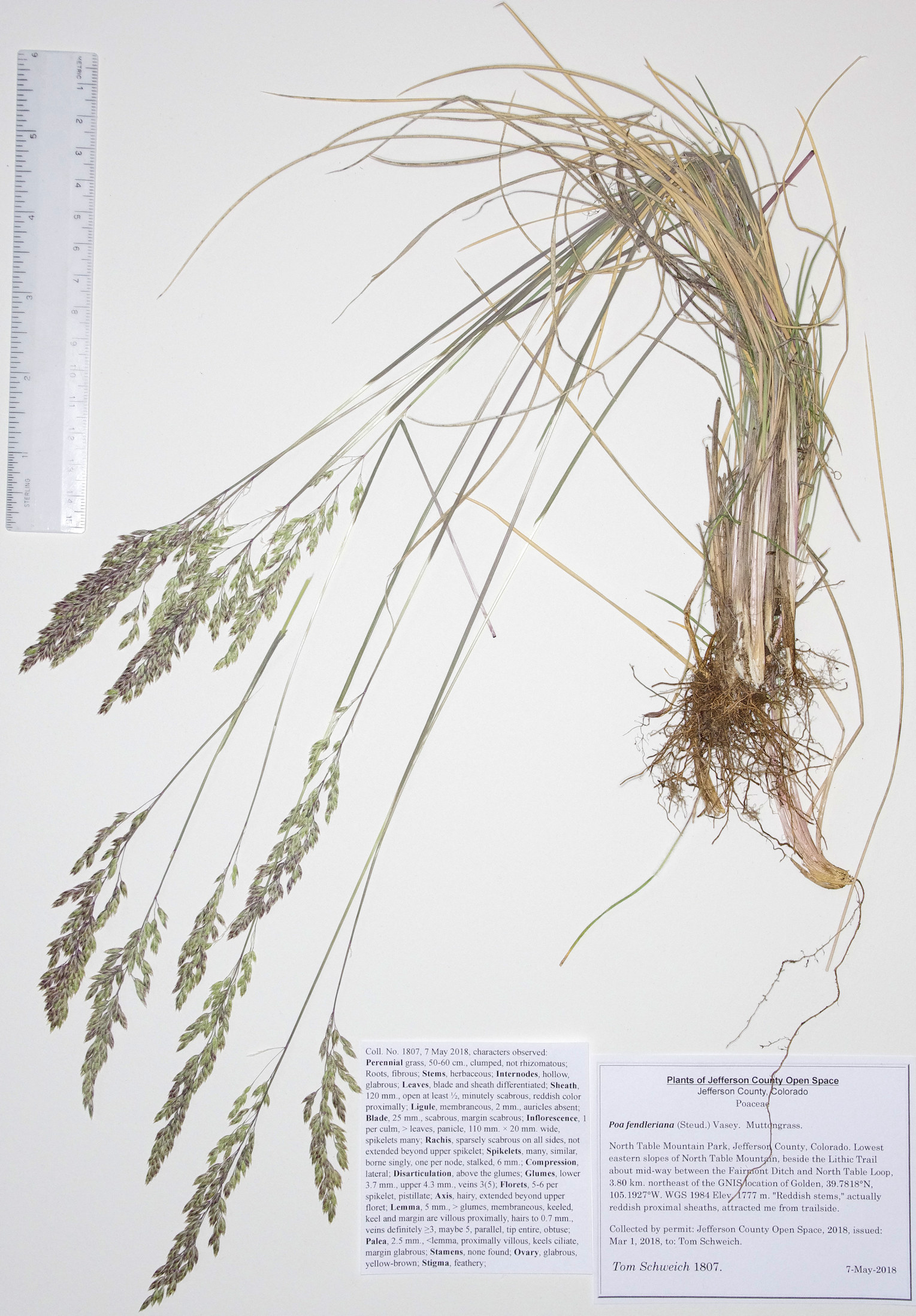 Poaceae Poa fendleriana