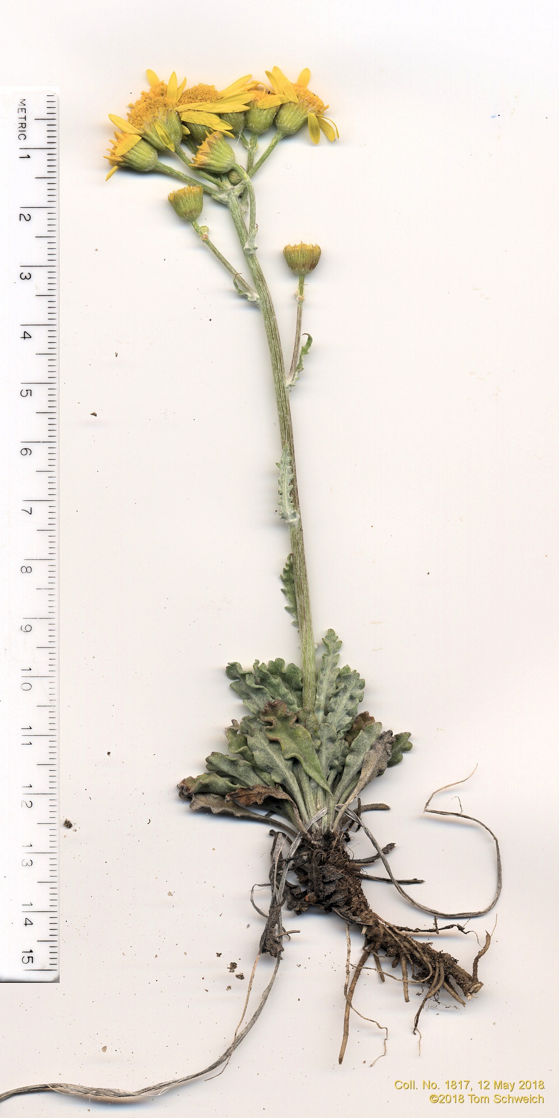 Asteraceae Packera fendleri