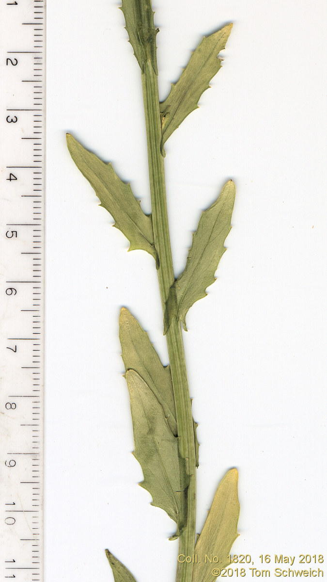 Brassicaceae Thlaspi arvense