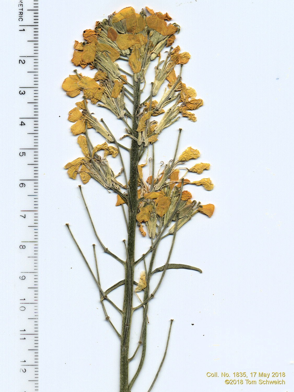 Brassicaceae Erysimum capitatum