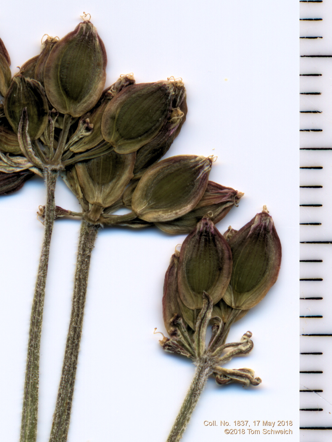Apiaceae Lomatium orientale