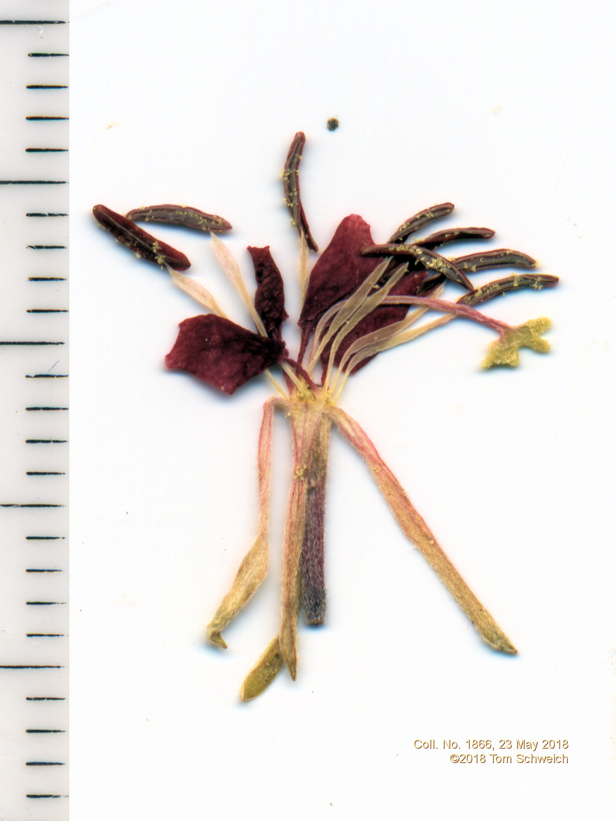Onagraceae Oenothera suffrutescens