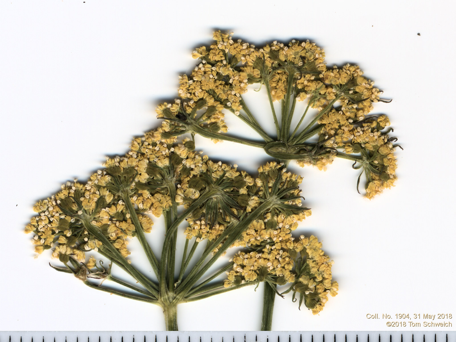 Apiaceae Harbouria trachypleura