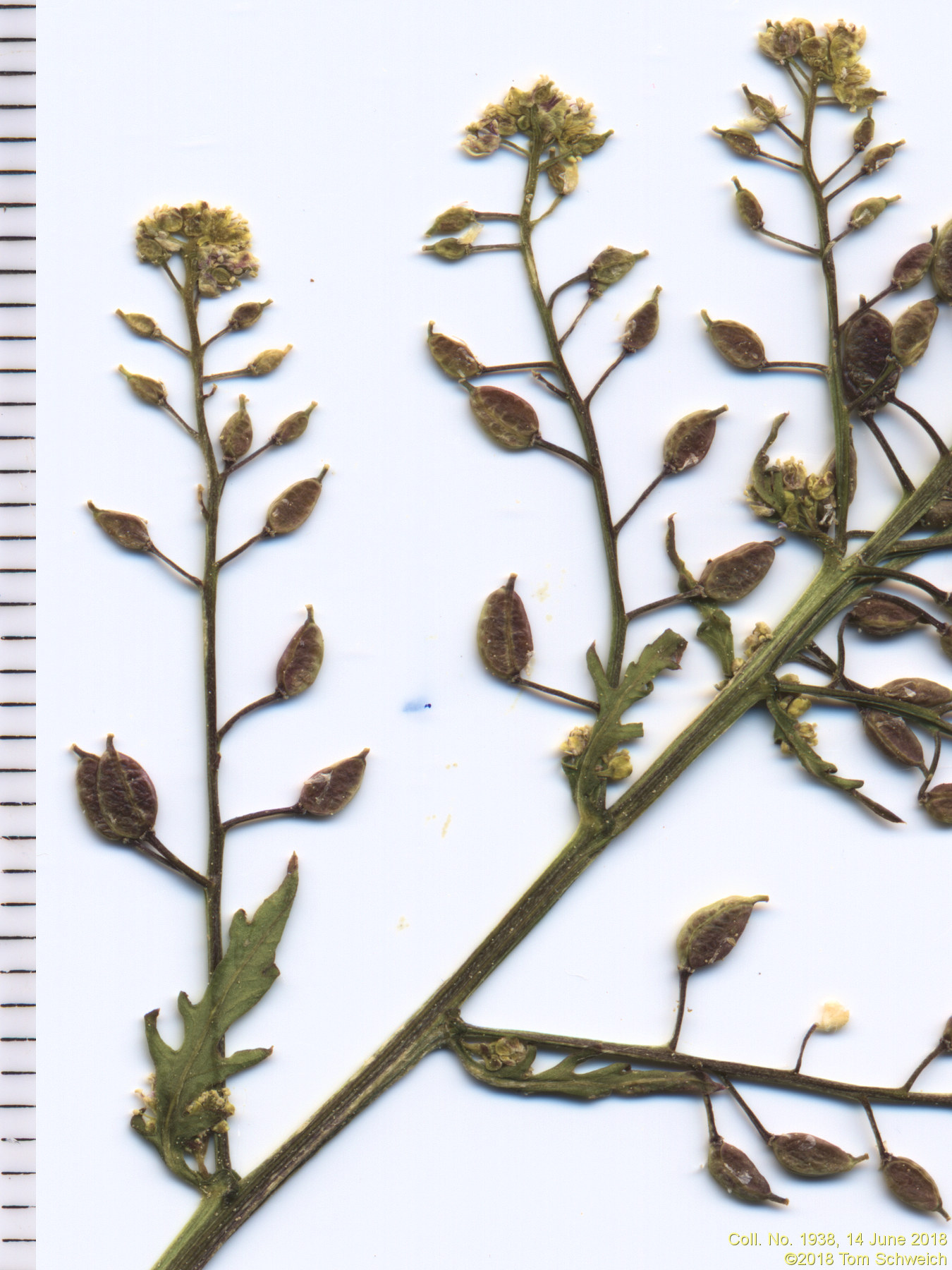 Brassicaceae Rorippa palustris