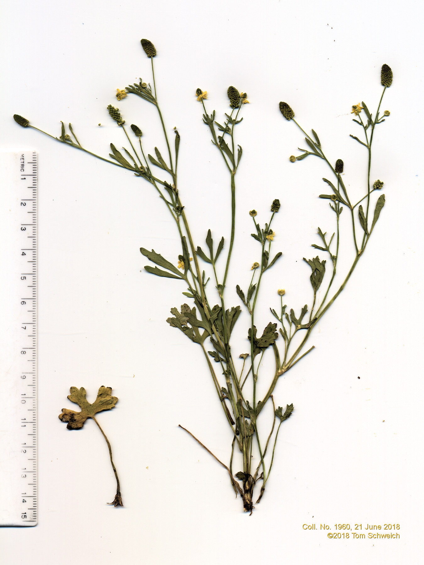 Ranunculaceae Ranunculus sceleratus