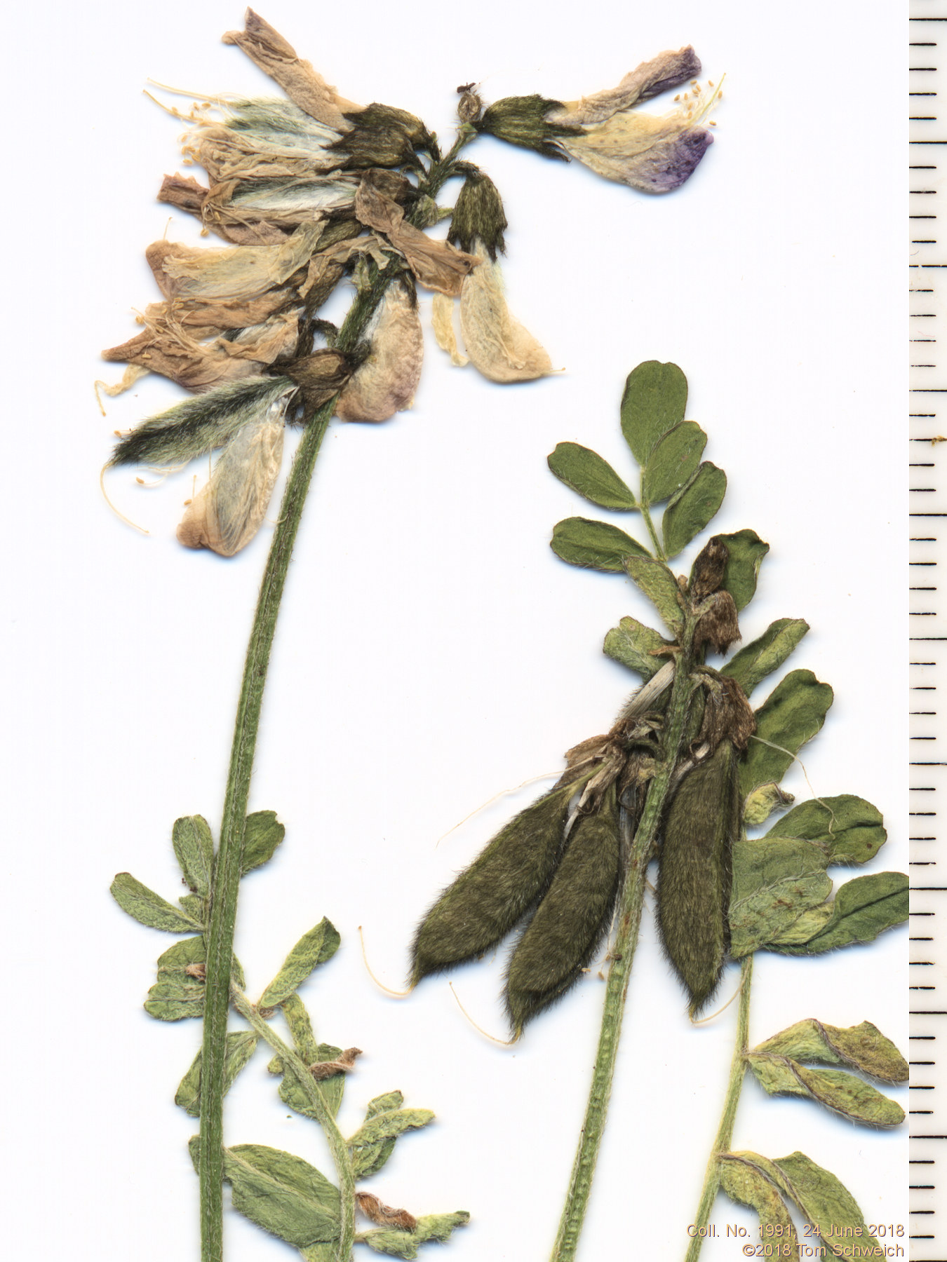 Fabaceae Astragalus alpinus