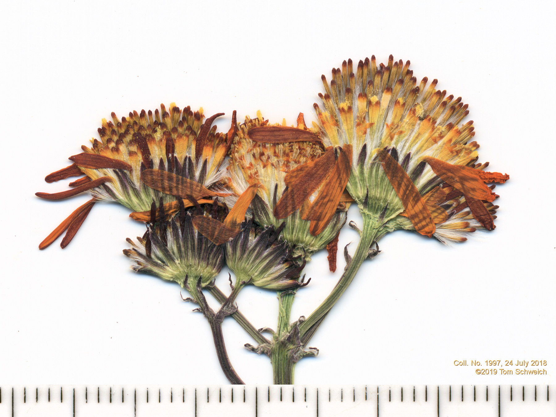 Asteraceae Packera crocata