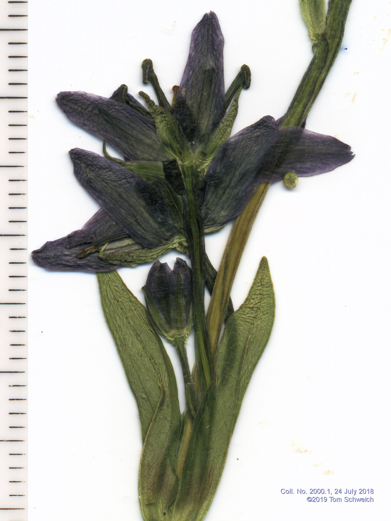 Gentianaceae Swertia perennis
