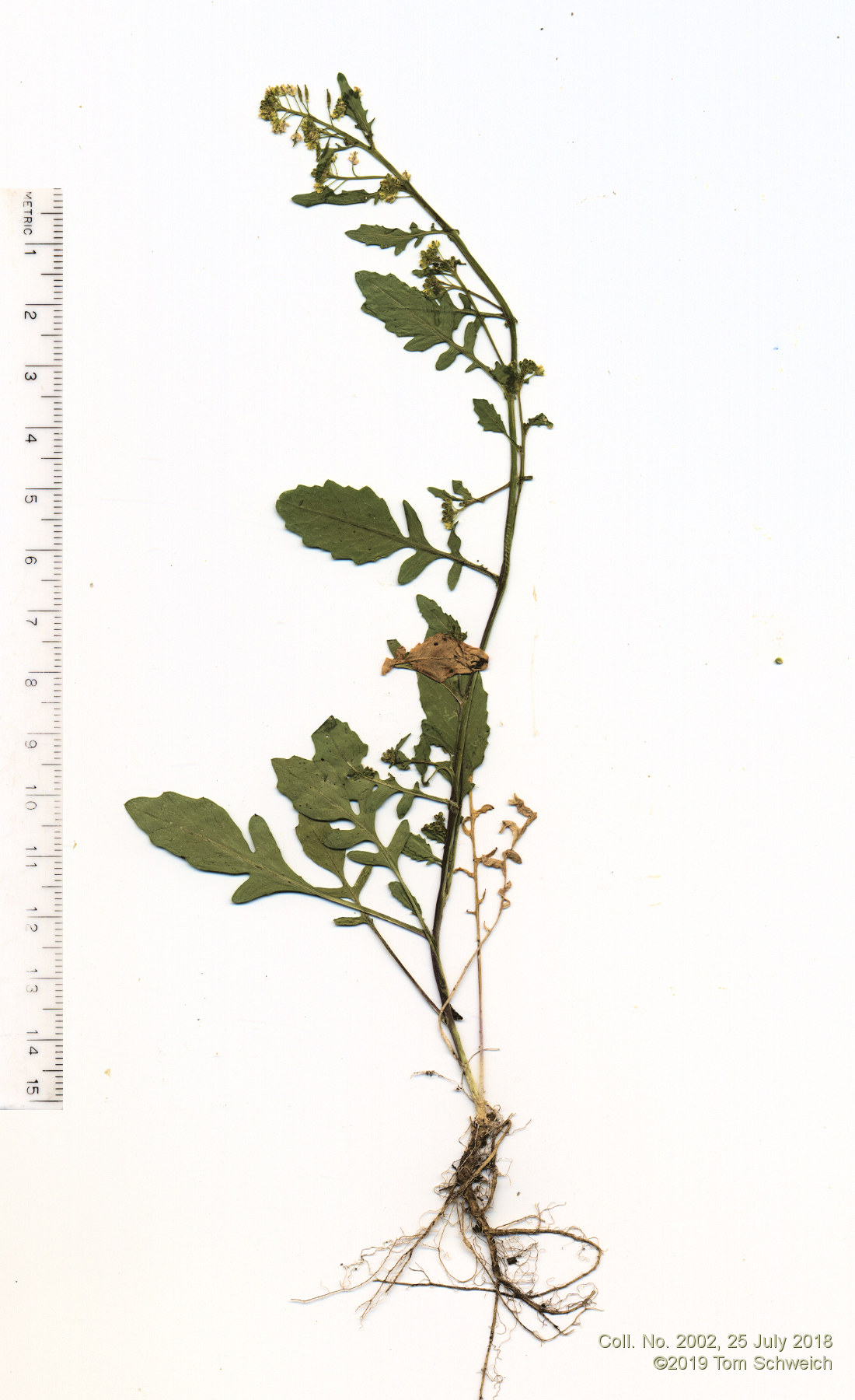 Brassicaceae Rorippa alpina