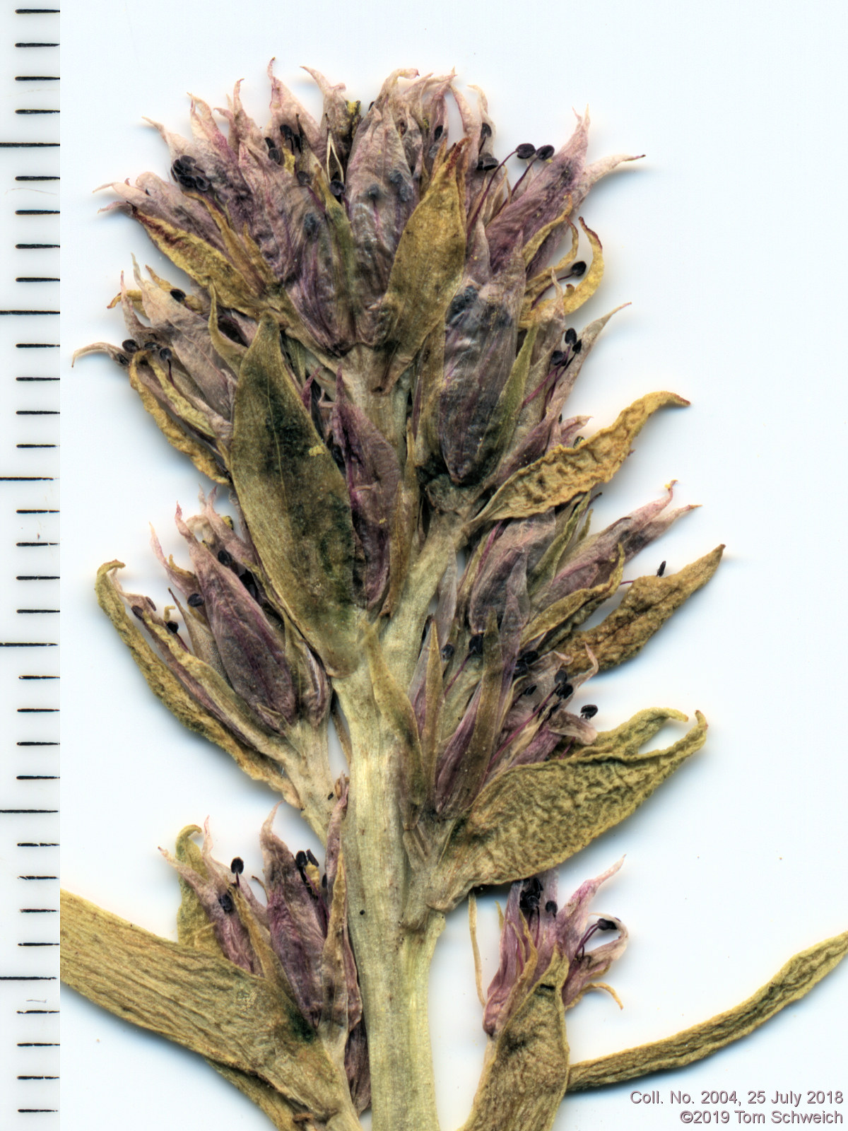 Crassulaceae Rhodiola rhodantha