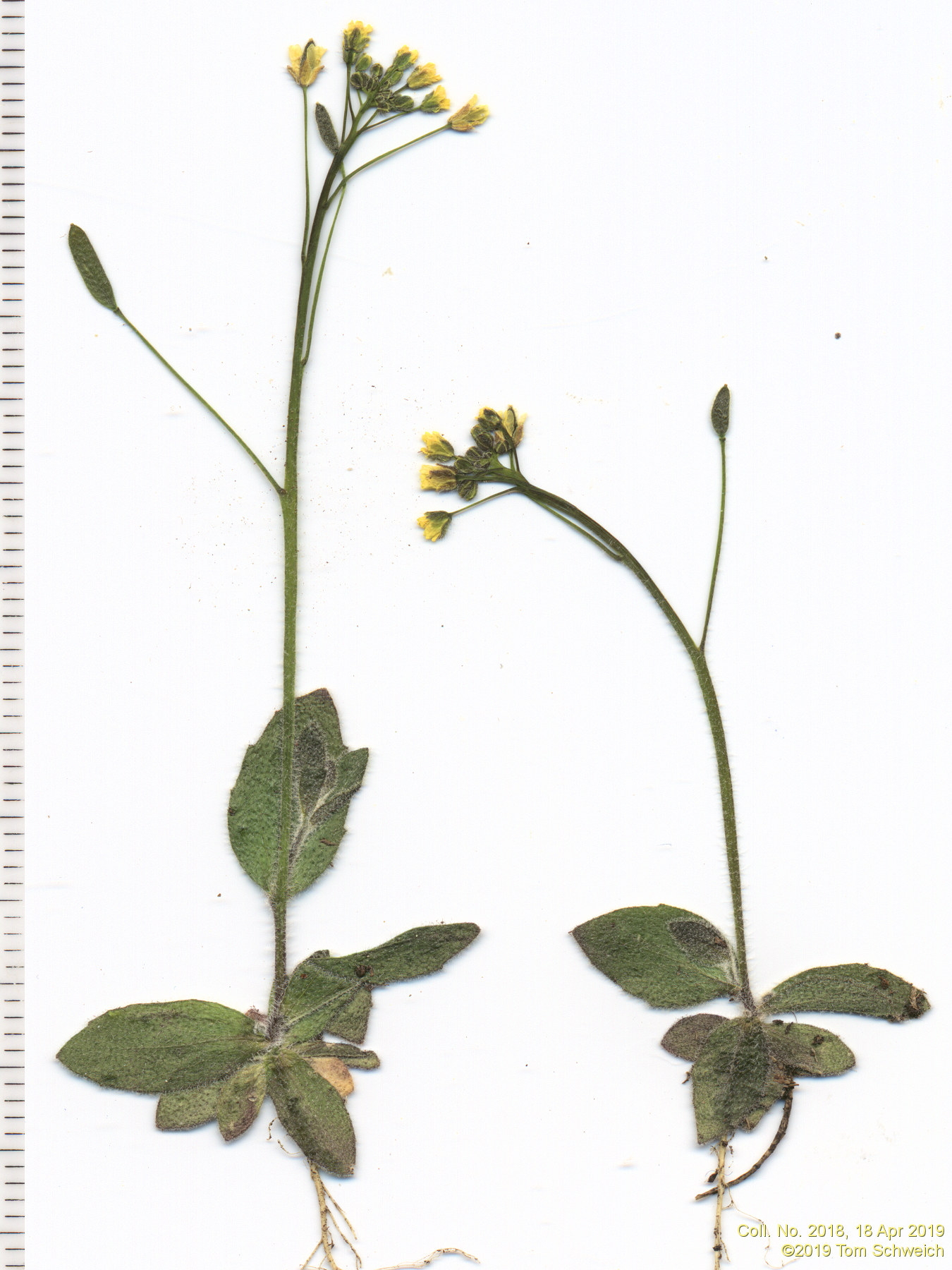 Brassicaceae Draba nemorosa
