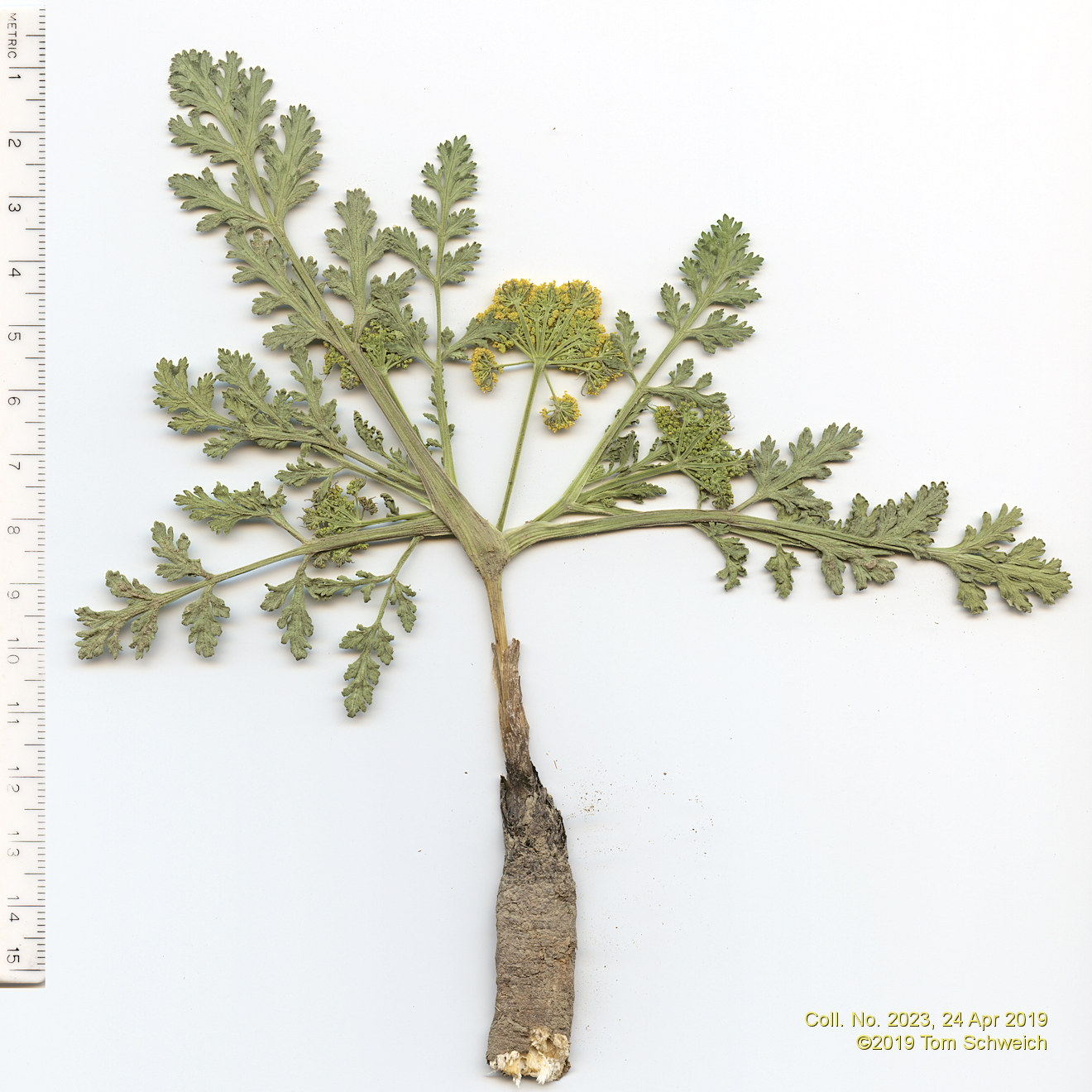 Apiaceae Musineon divaricatum