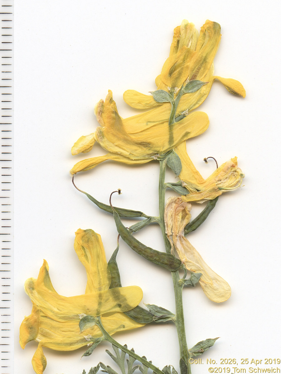 Fumariaceae Corydalis aurea