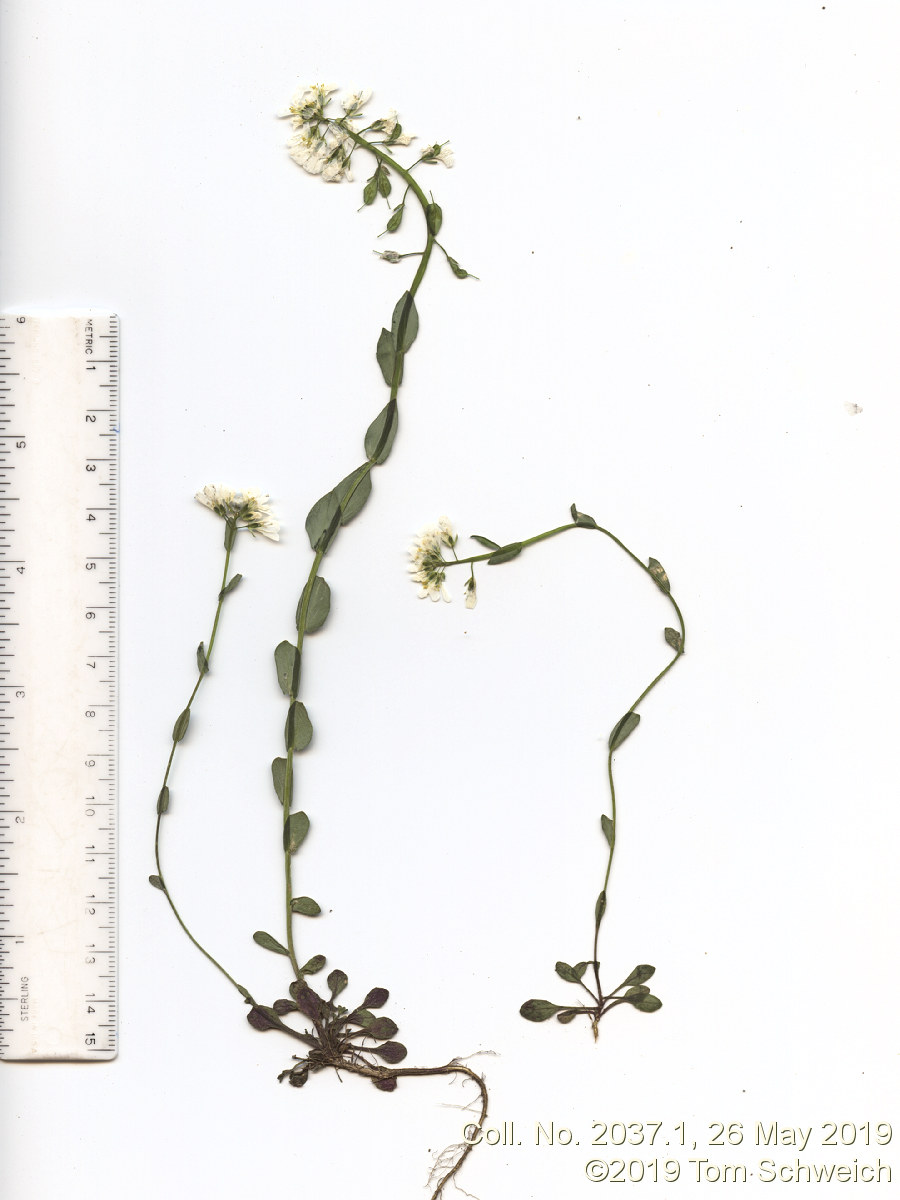 Brassicaceae Noccaea fendleri glauca