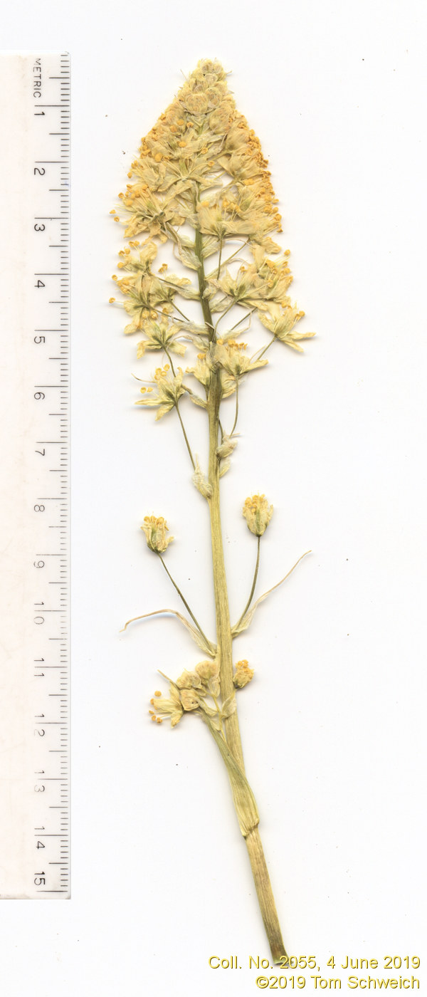 Melanthiaceae Toxicoscordion paniculatum