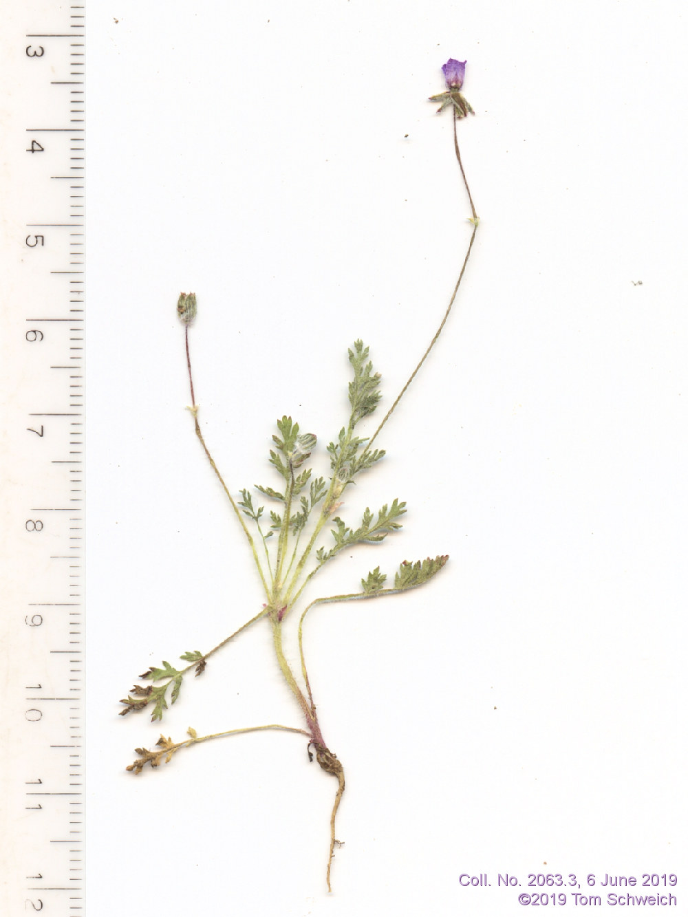 Geraniaceae Erodium cicutarium