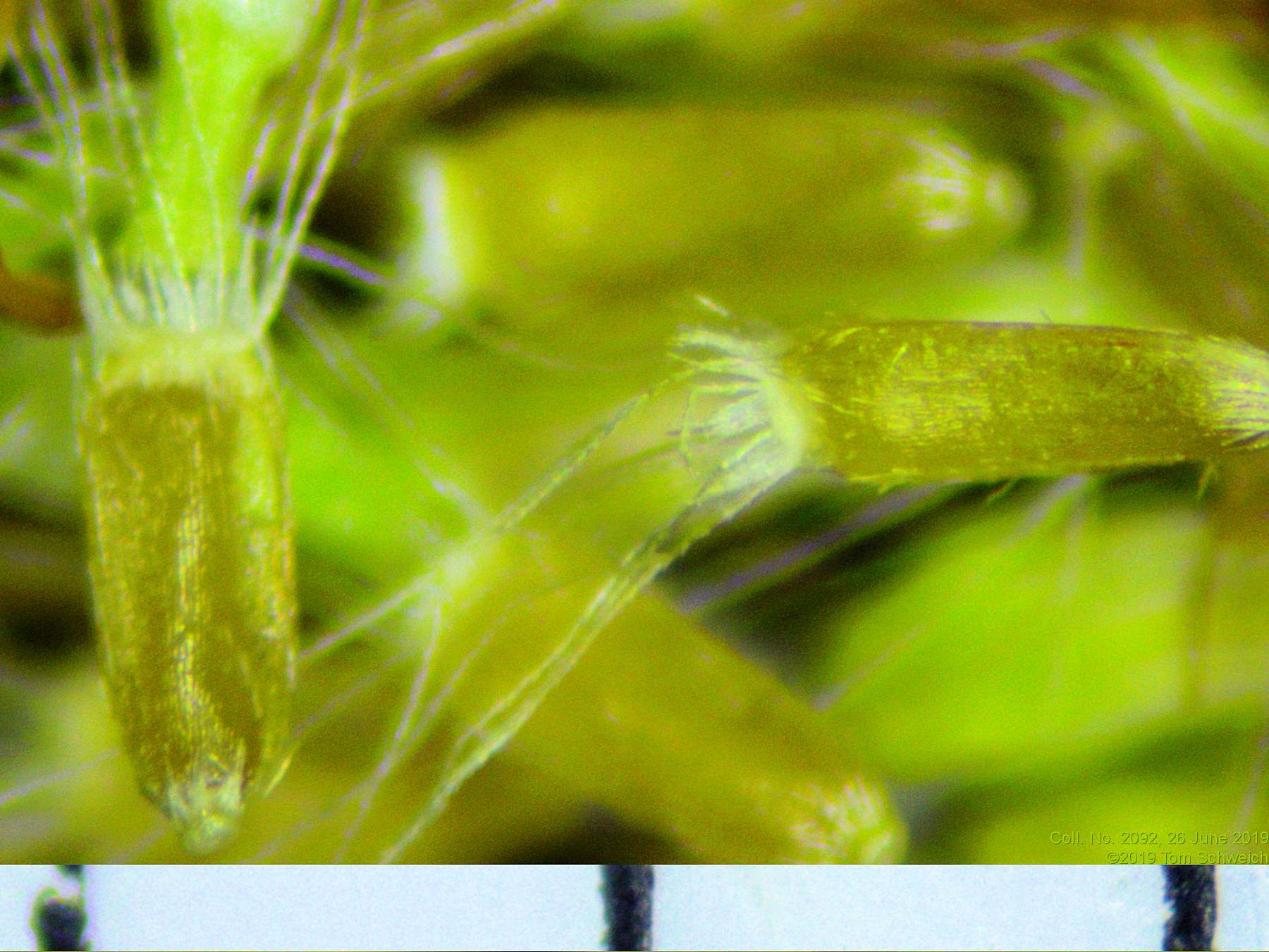 Asteraceae Erigeron divergens