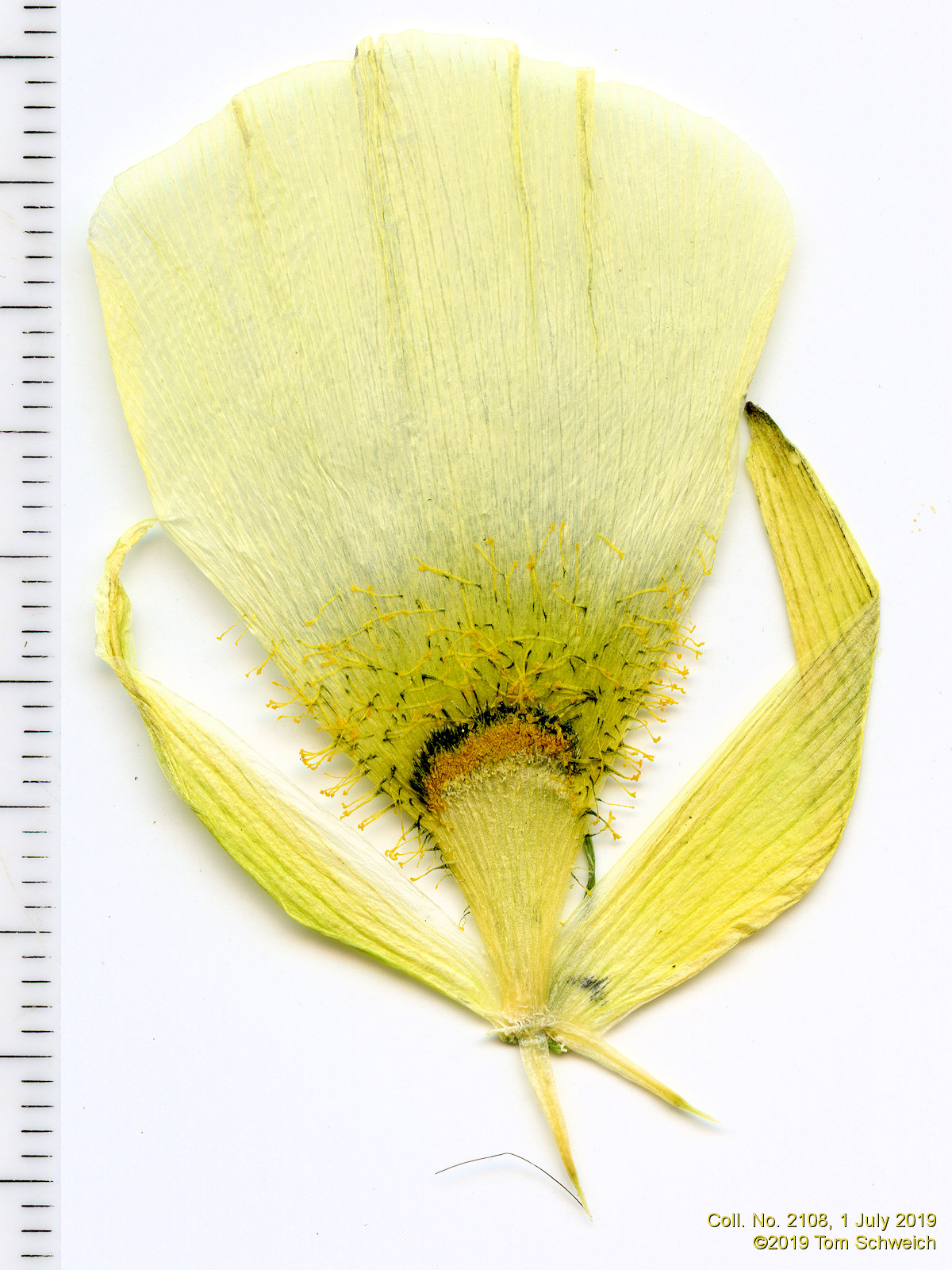 Liliaceae Calochortus gunnisonii