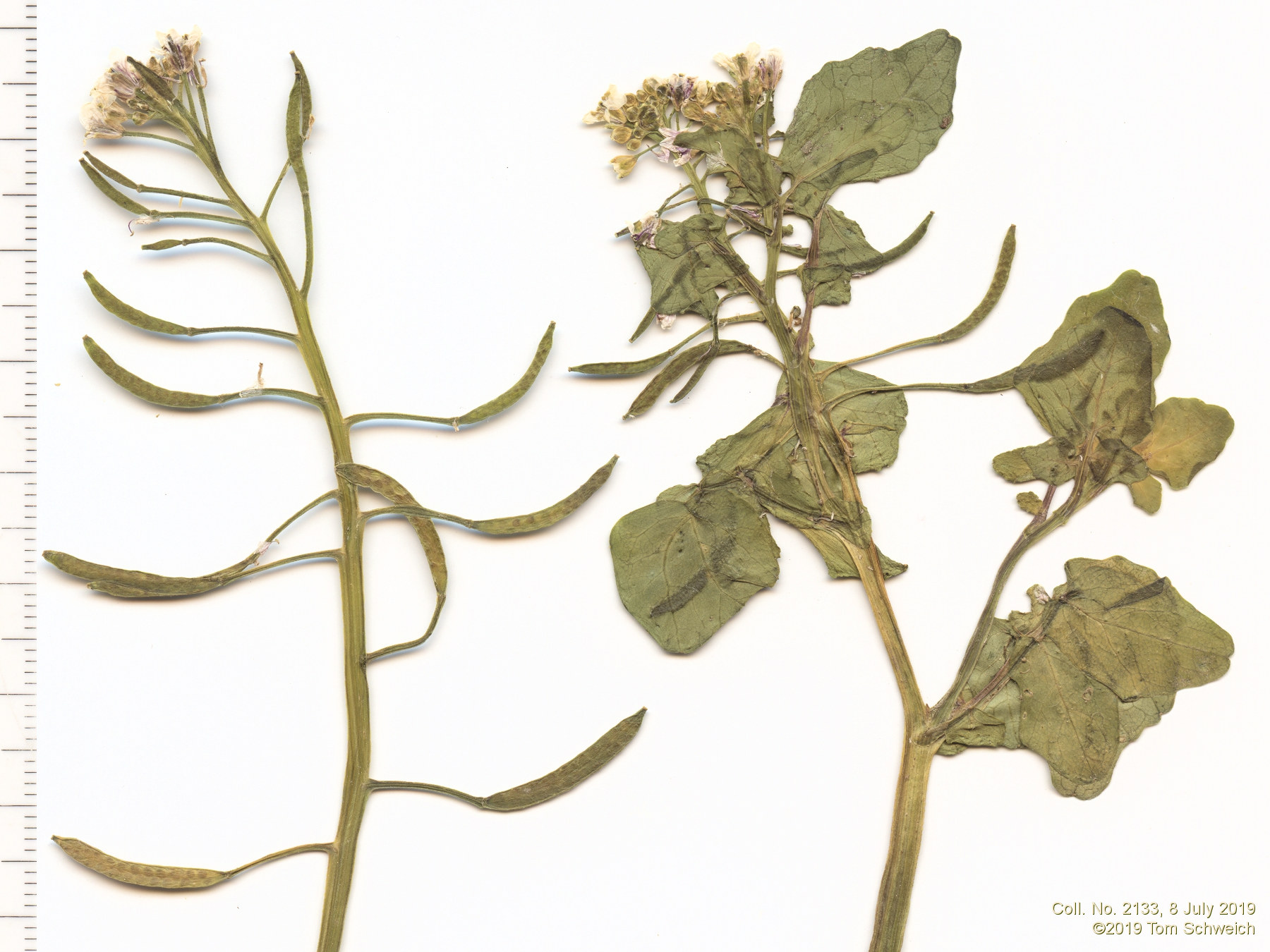 Brassicaceae Nasturtium officinale
