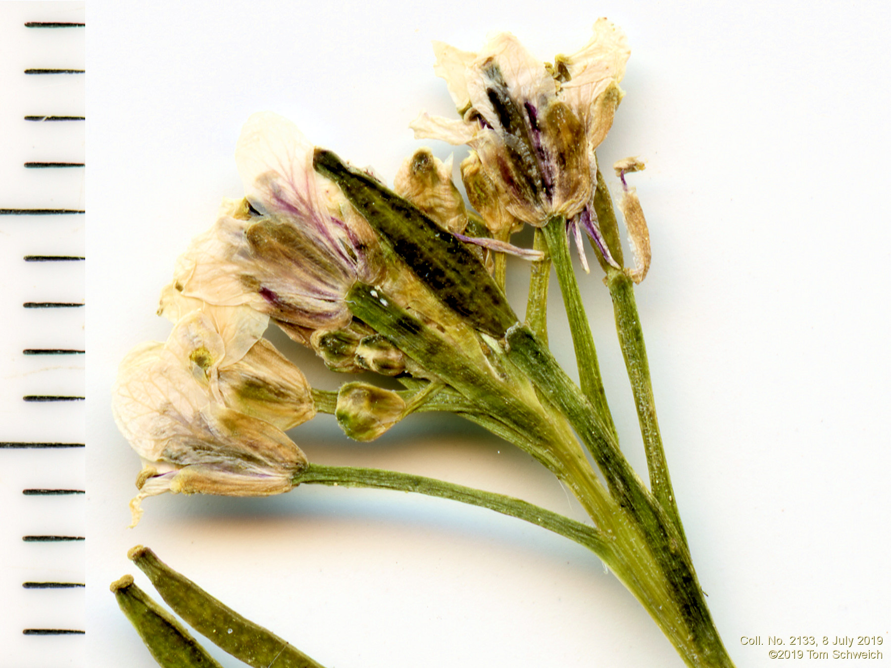 Brassicaceae Nasturtium officinale
