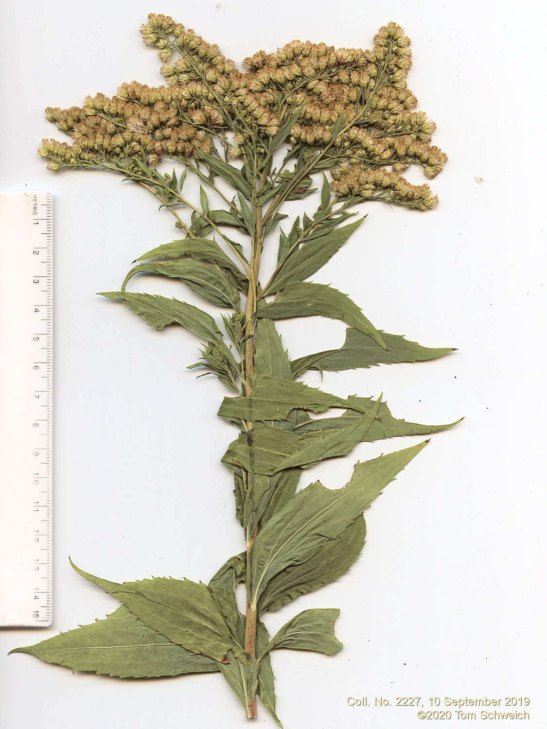 Asteraceae Solidago gigantea