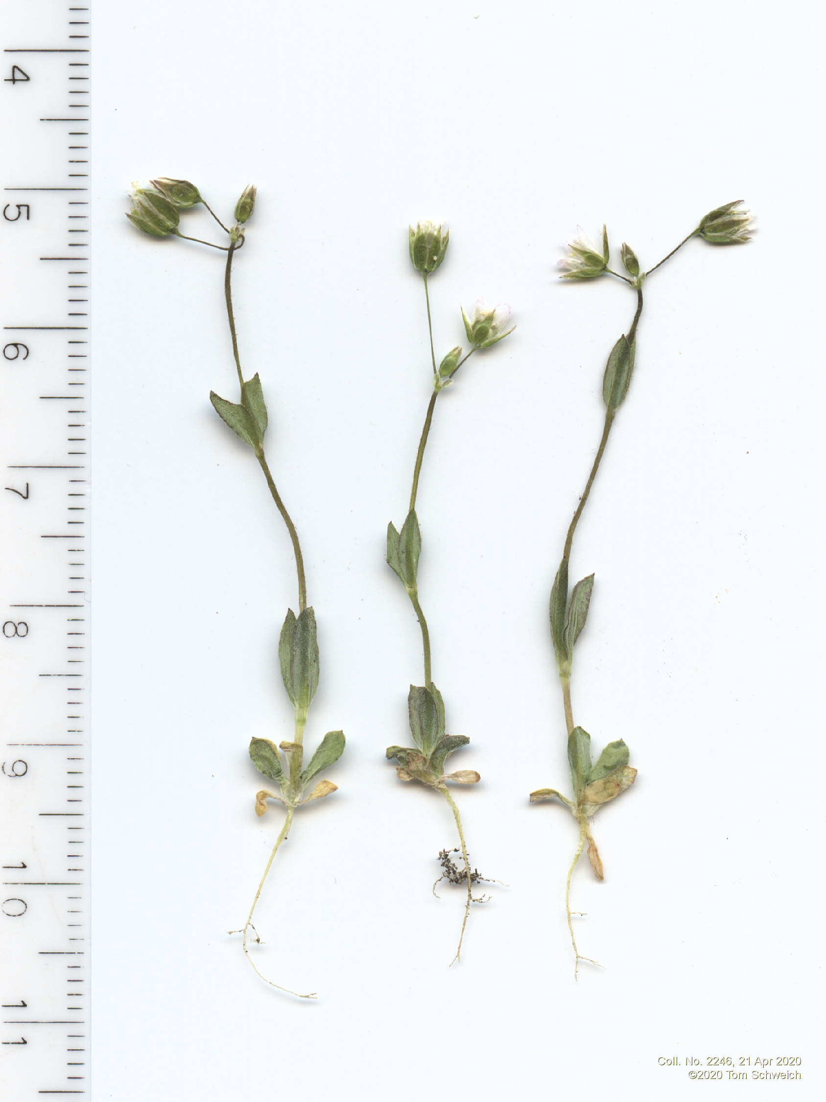 Caryophyllaceae Holosteum umbellatum