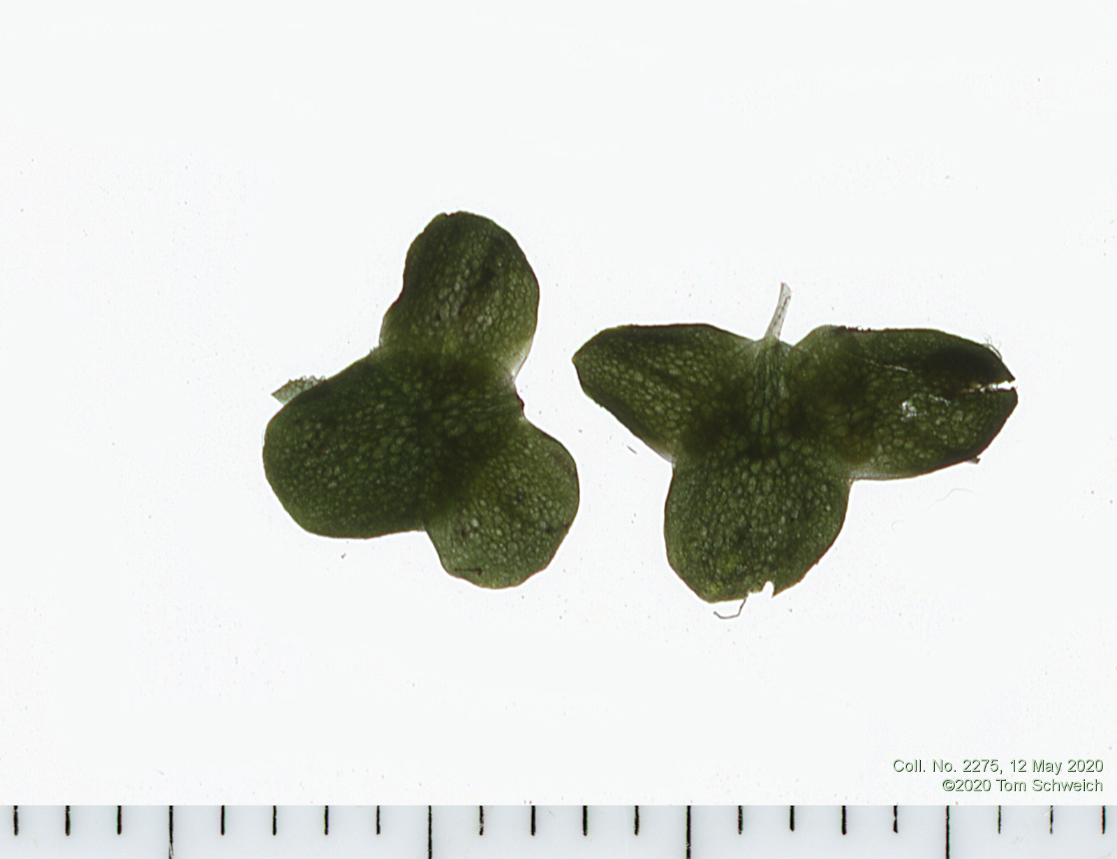 Araceae Lemna minor