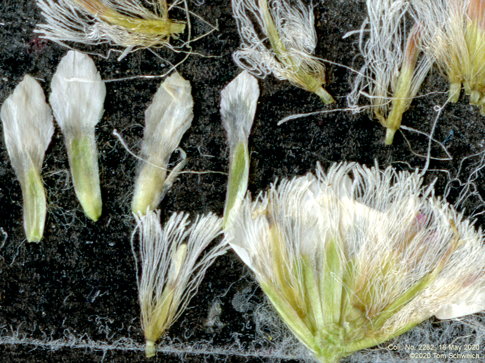 Asteraceae Antennaria parvifolia