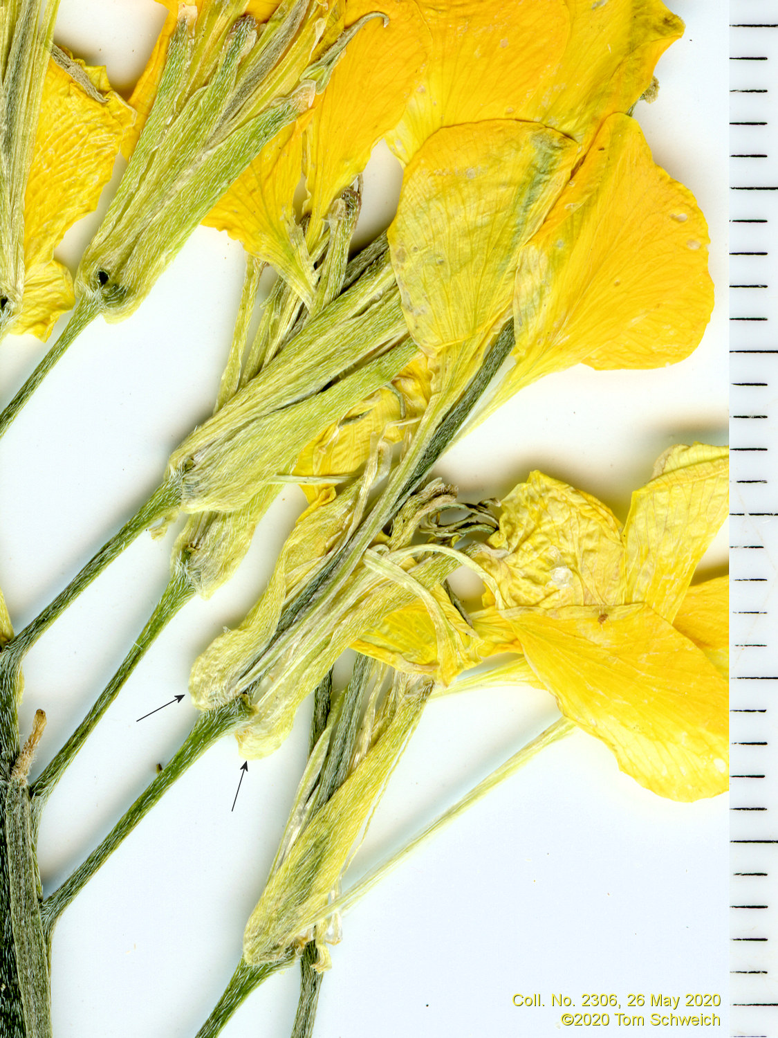 Brassicaceae Erysimum capitatum