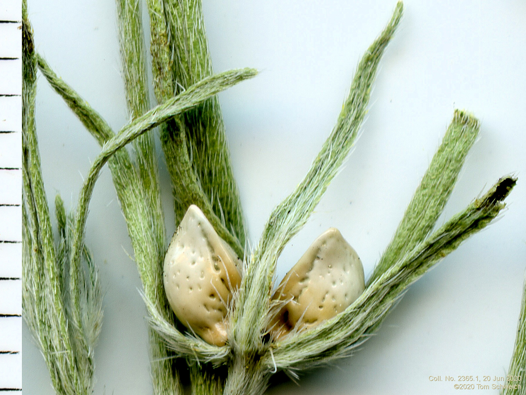 Boraginaceae Lithospermum incisum