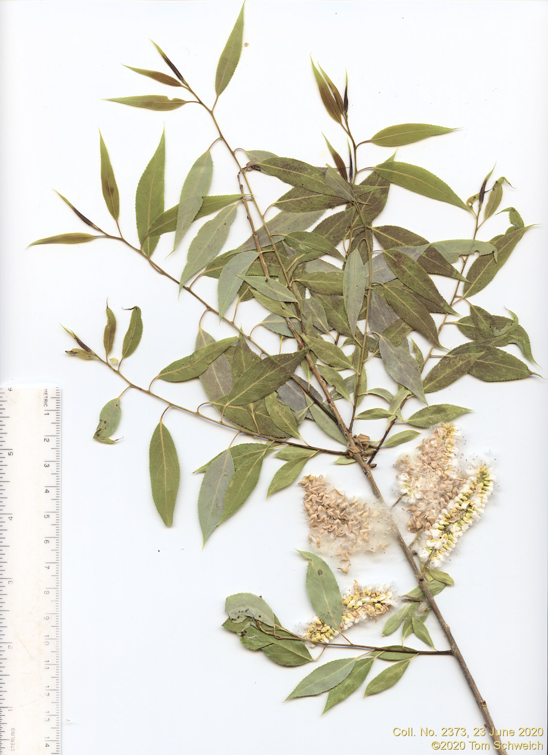 Salicaceae Salix lasiandra var. caudata