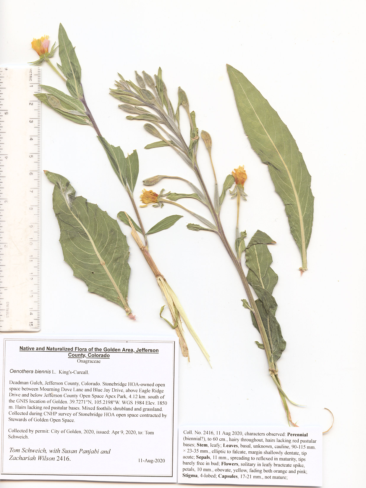 Onagraceae Oenothera biennis
