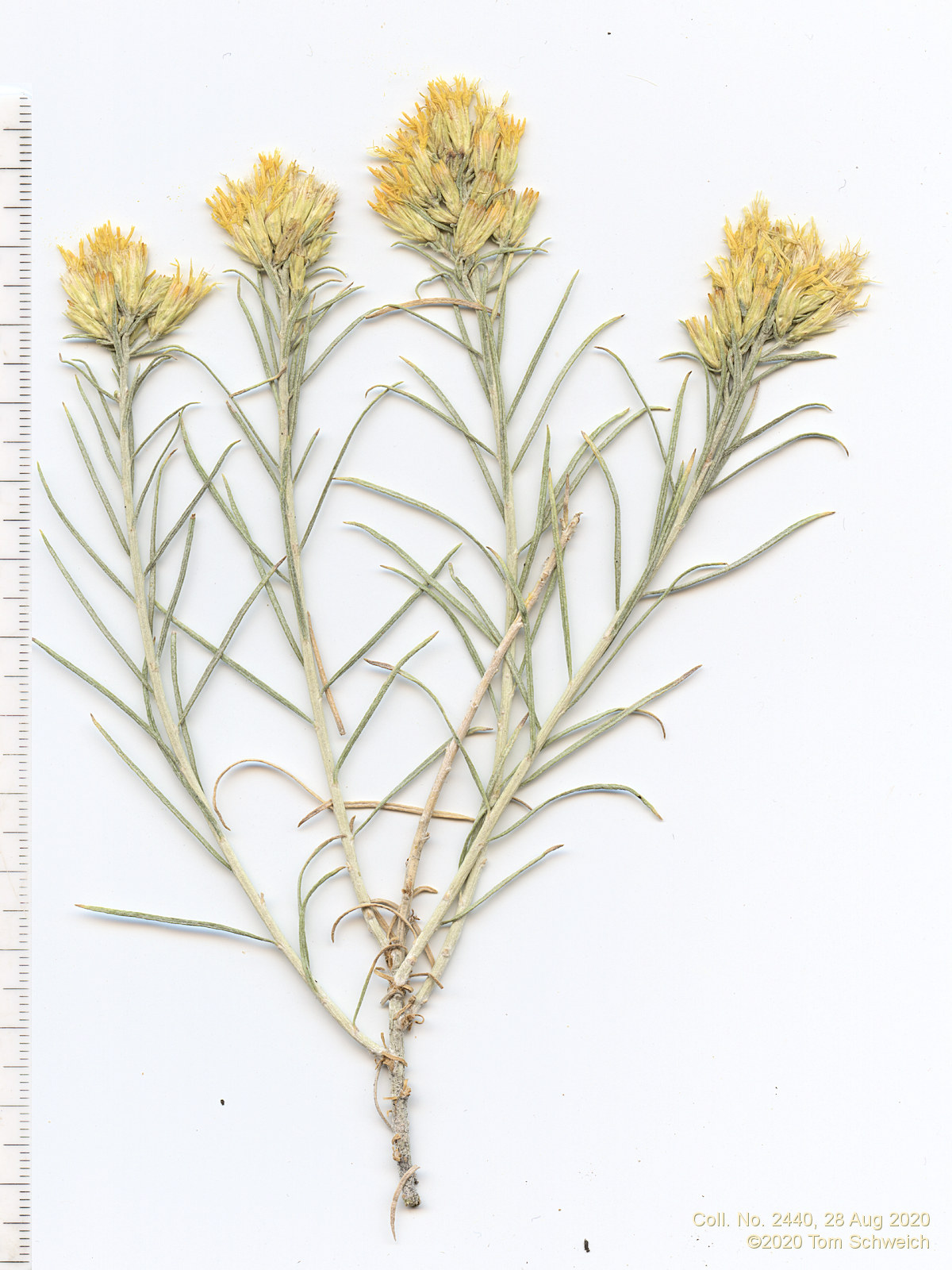Asteraceae Ericameria nauseosa nauseosa