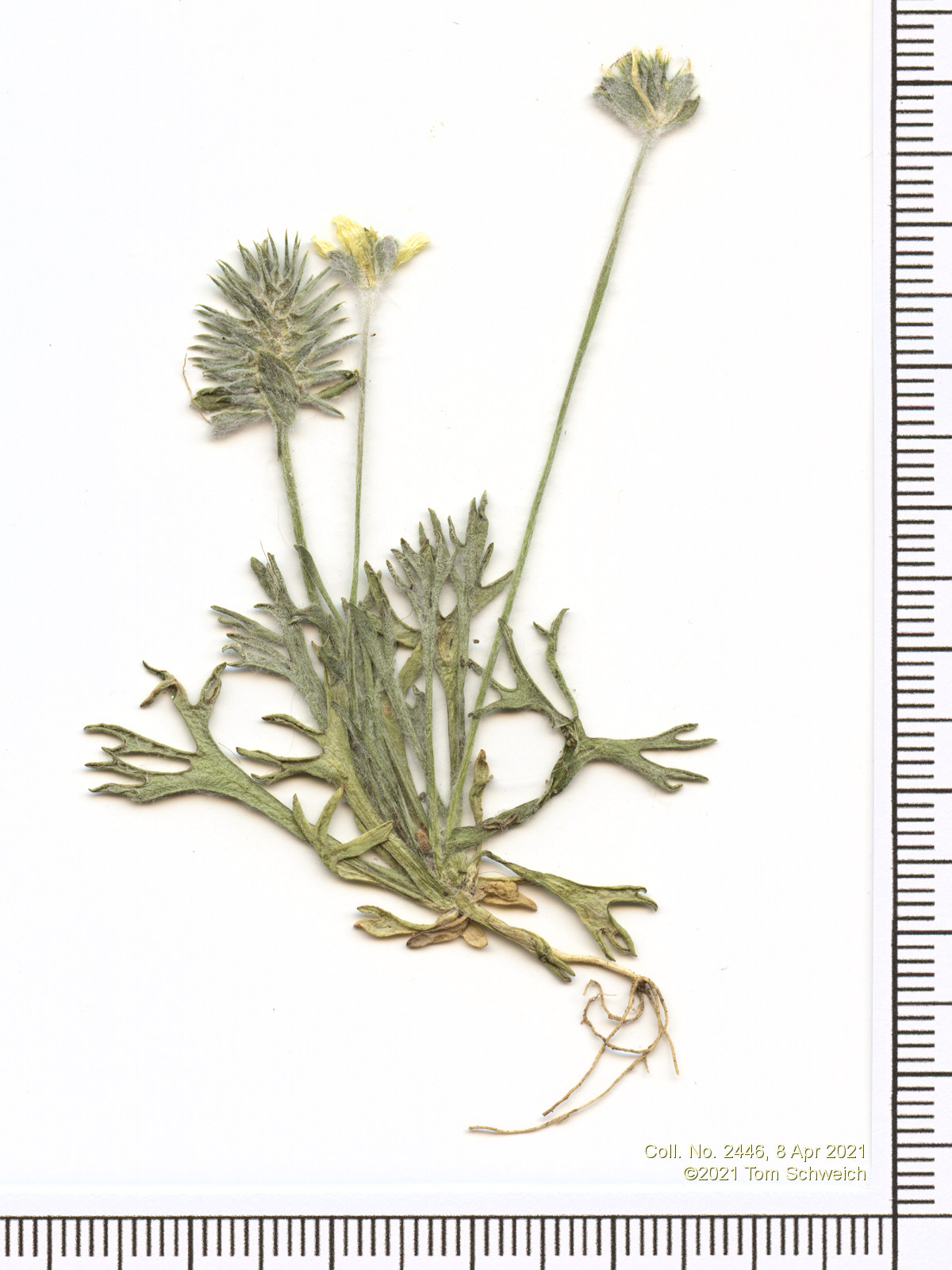 Ranunculaceae Ranunculus testiculatus