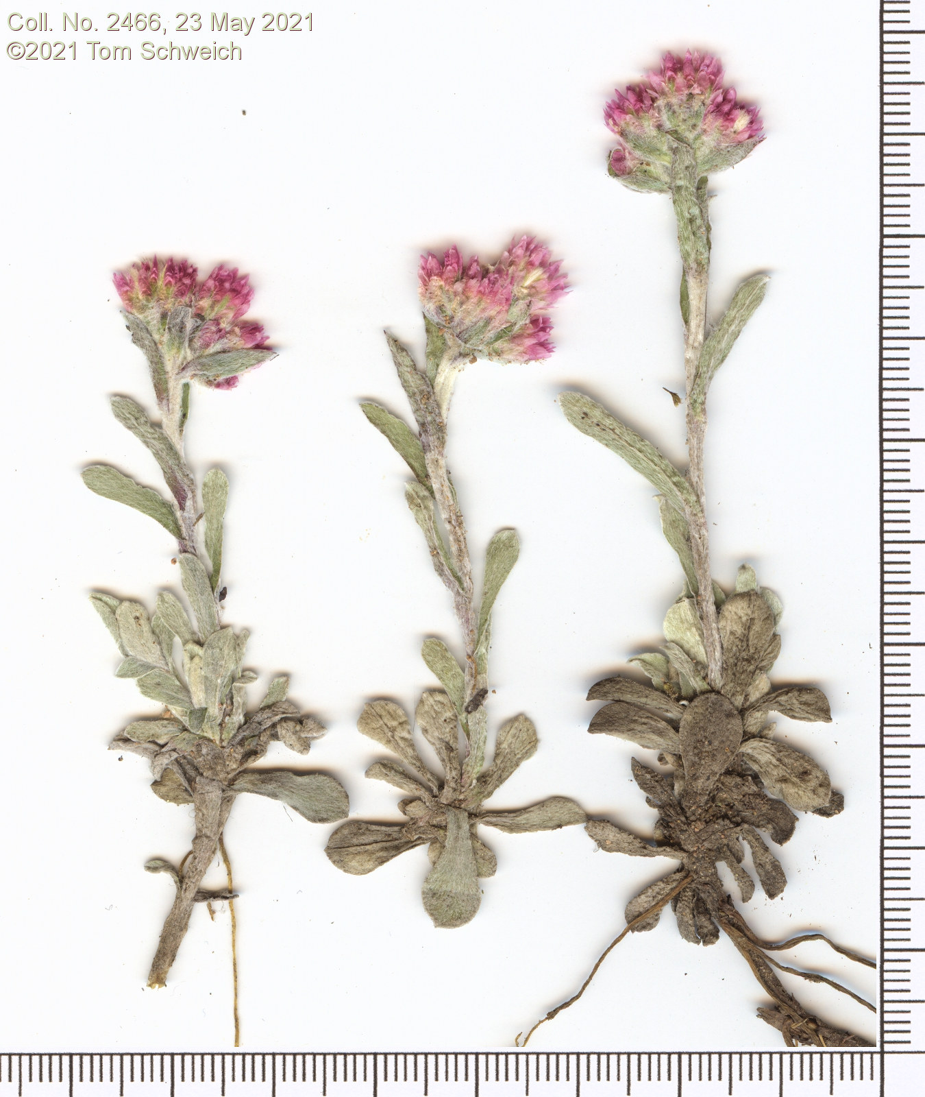 Asteraceae Antennaria parvifolia