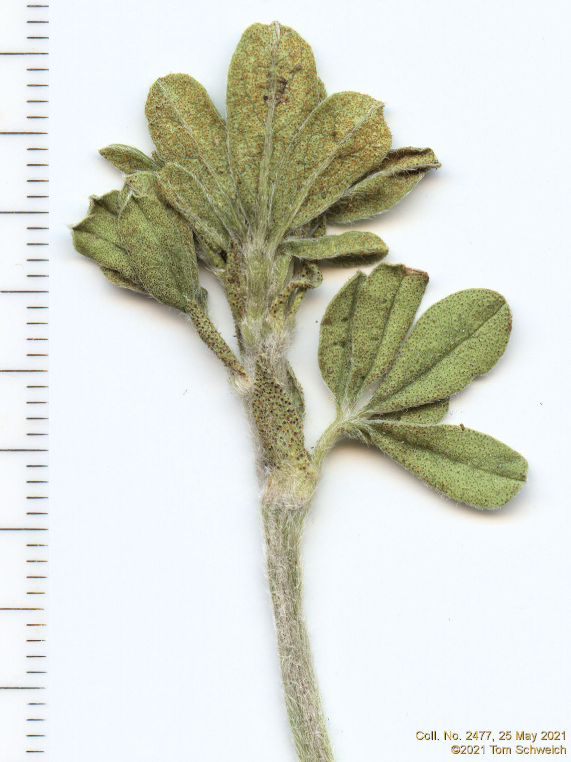 Fabaceae Pediomelum tenuiflorum