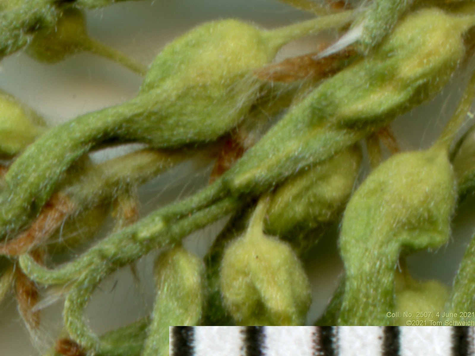 Salicaceae Salix bebbiana