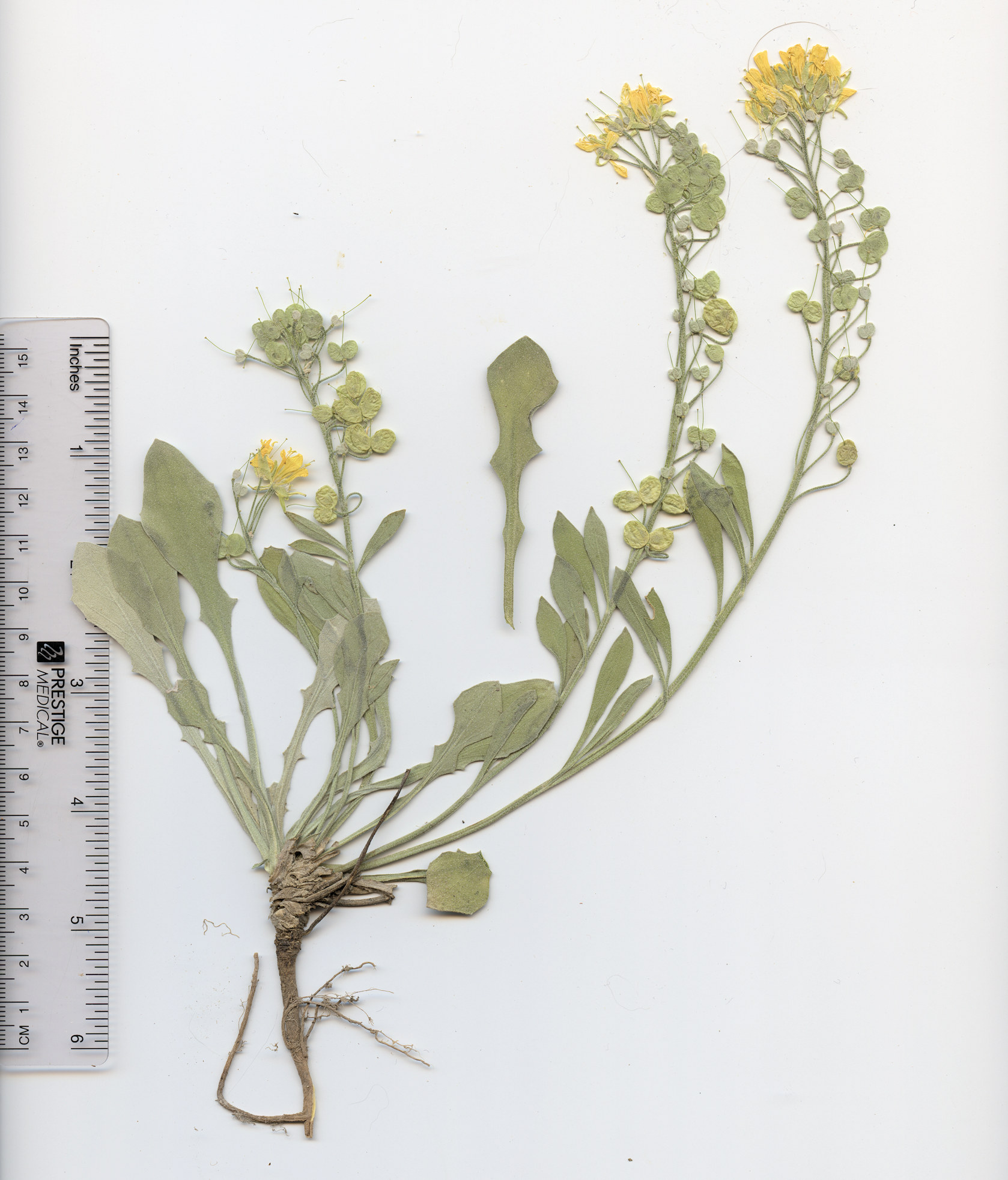 Brassicaceae Physaria vitulifera  bellii