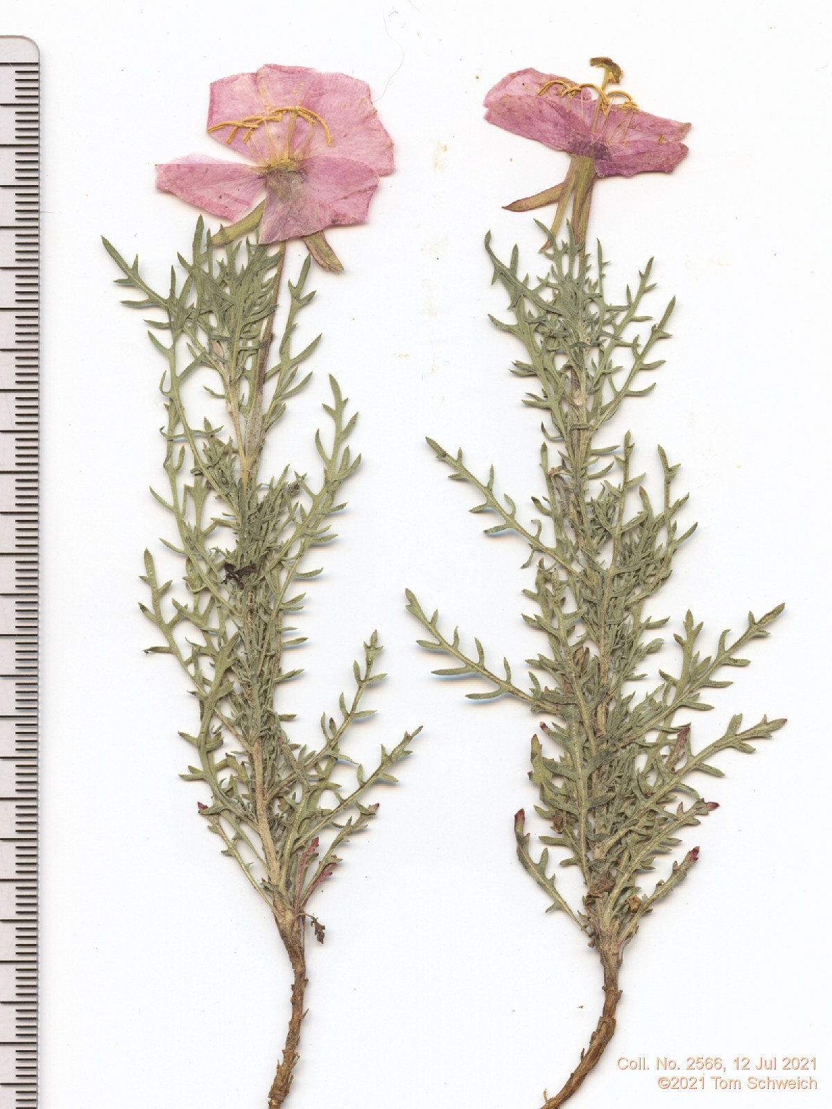 Onagraceae Oenothera coronopifolia