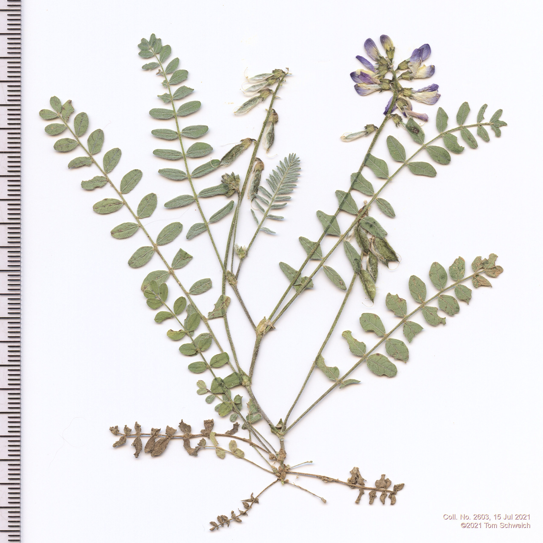 Fabaceae Astragalus alpinus