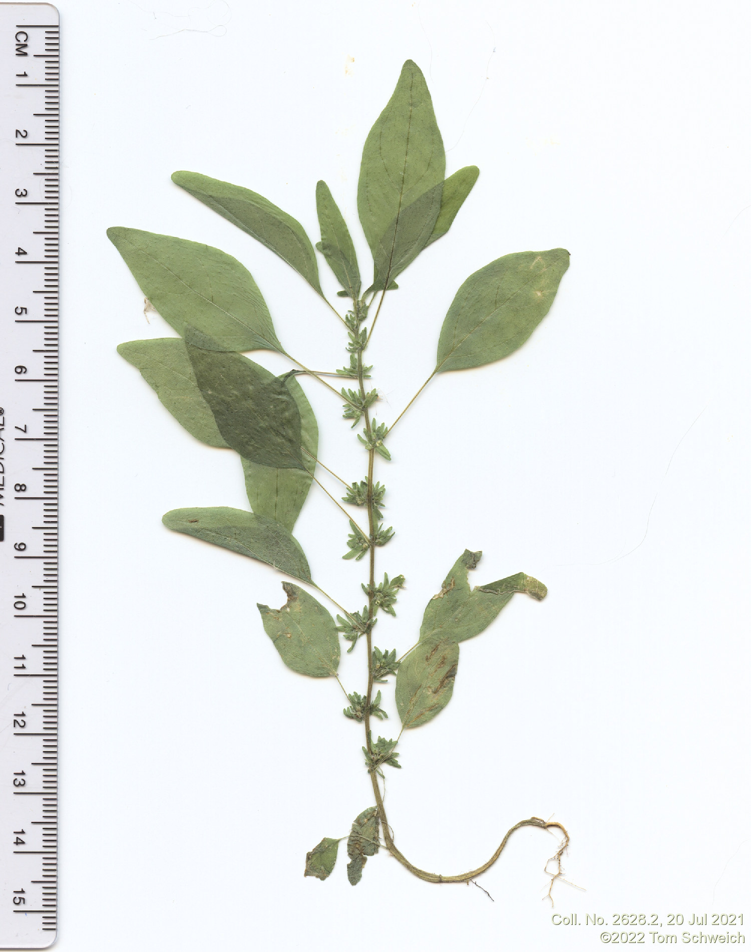 Urticaceae Parietaria pensylvanica