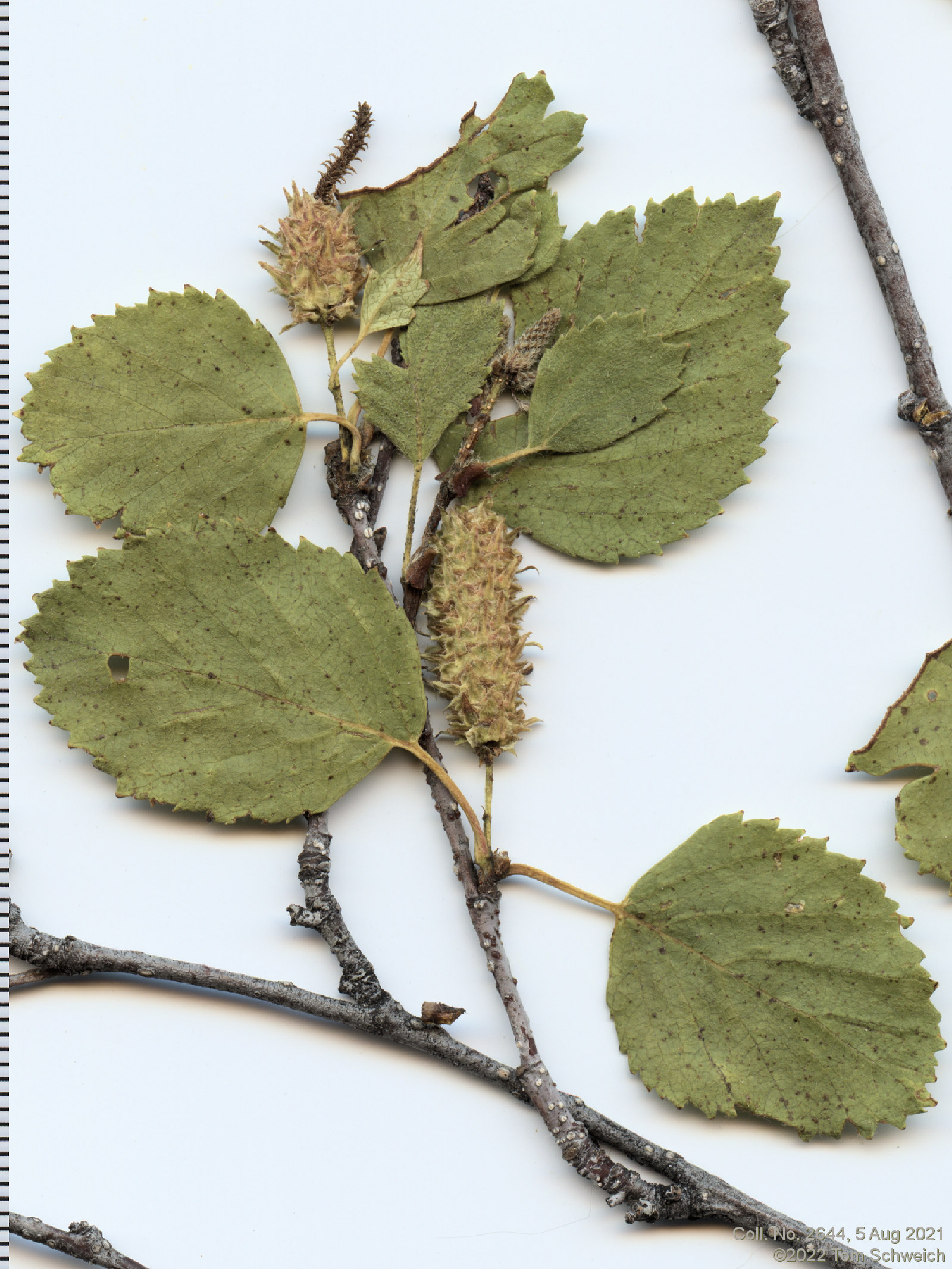 Betulaceae Betula occidentalis