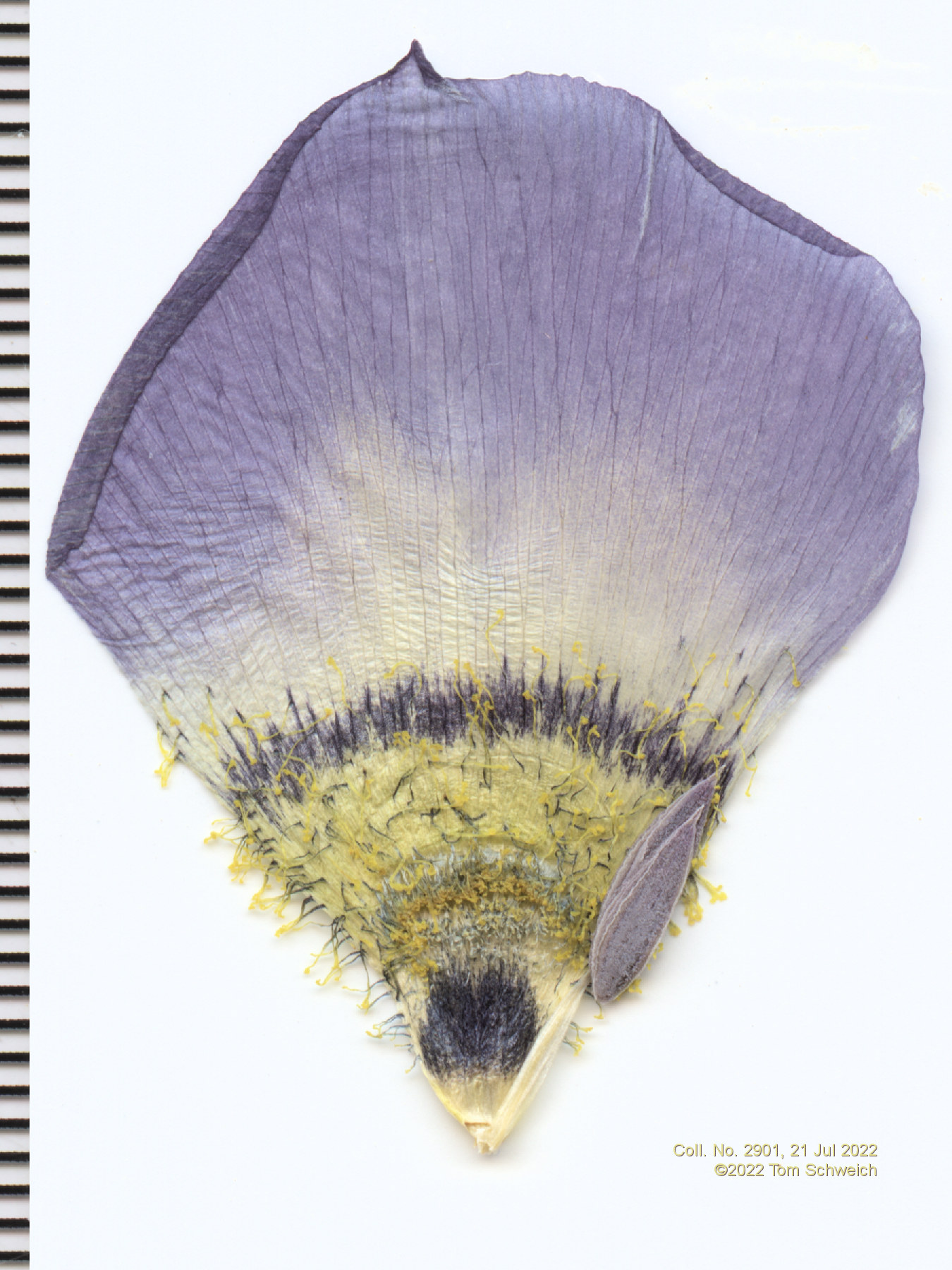 Liliaceae Calochortus gunnisonii