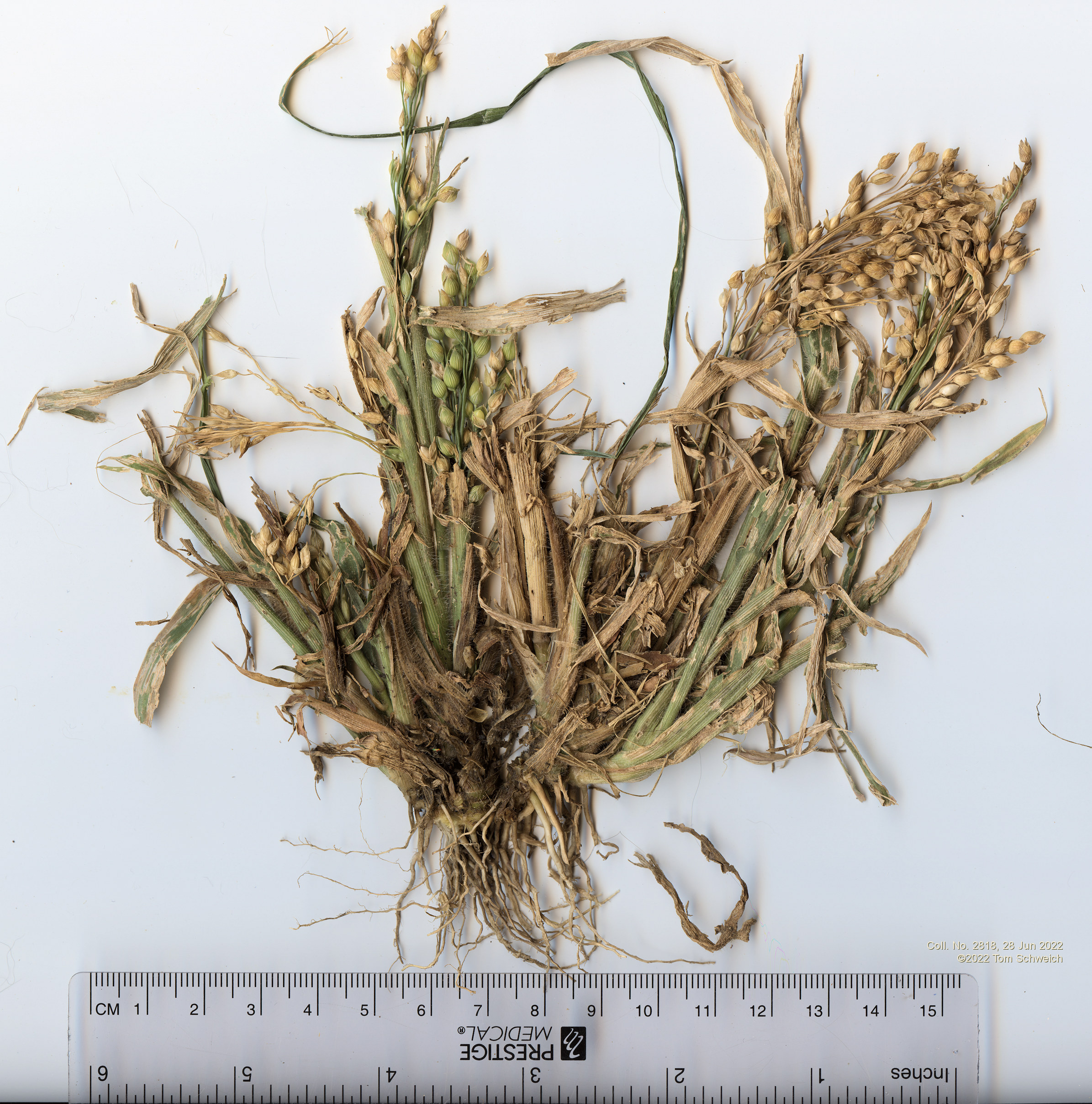 Poaceae Panicum miliaceum