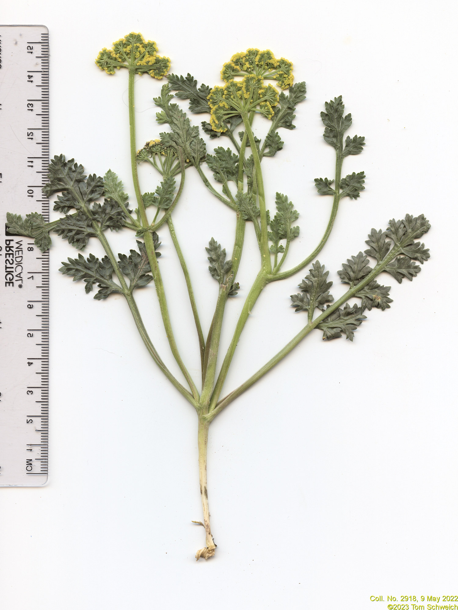 Apiaceae Musineon divaricatum