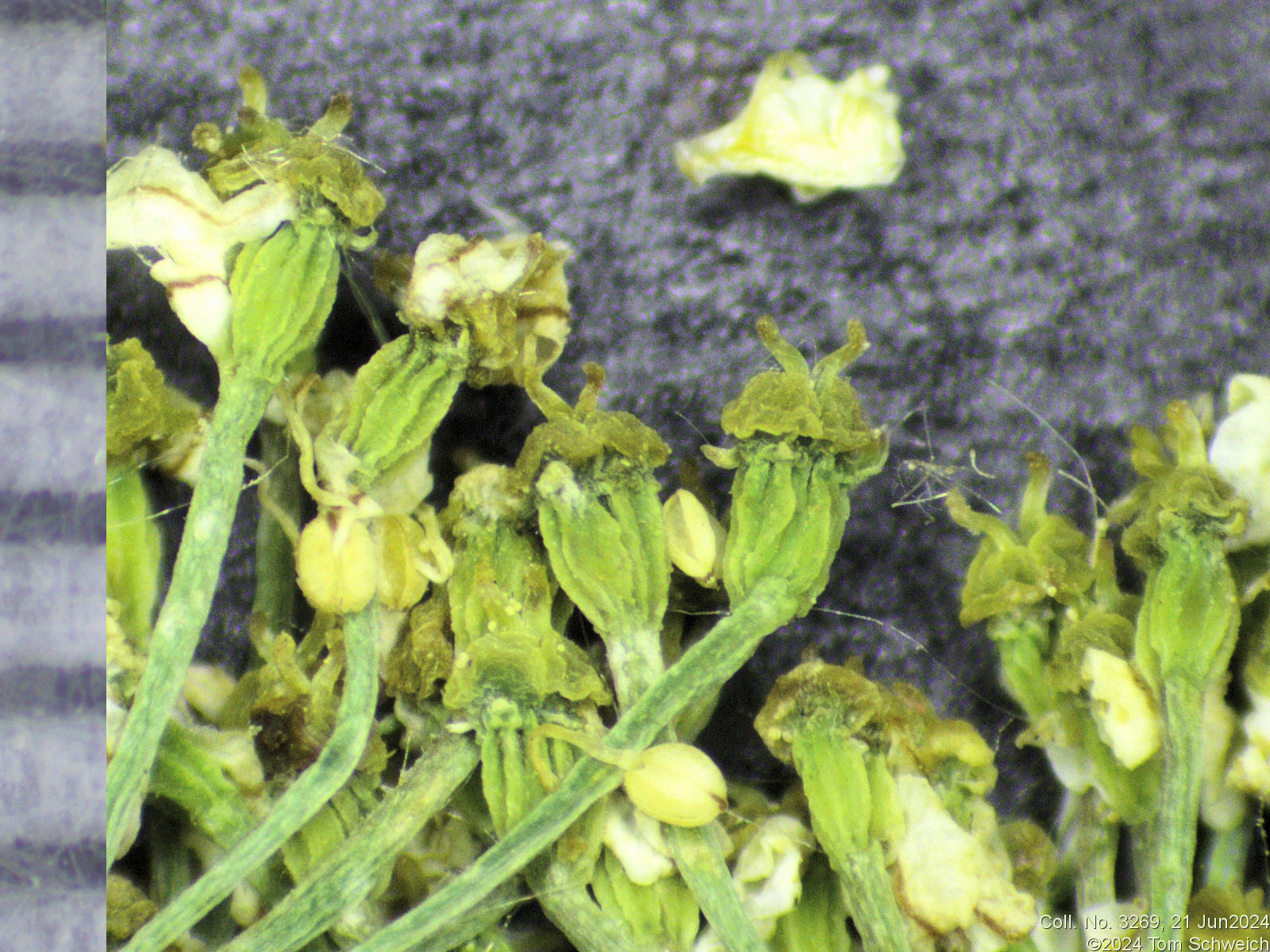 Apiaceae Ligusticum porteri