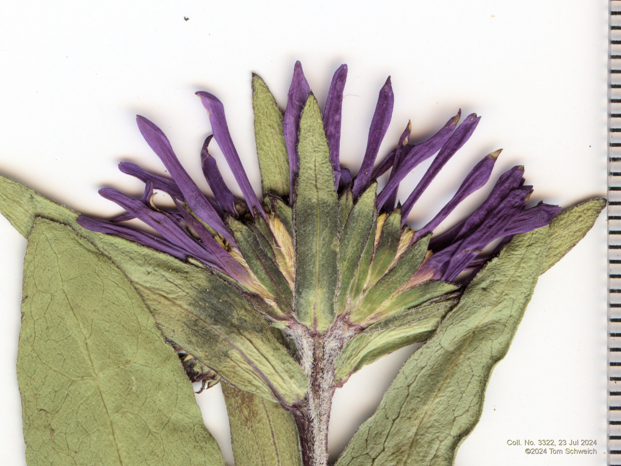 Asteraceae Symphyotrichum foliaceum apricum