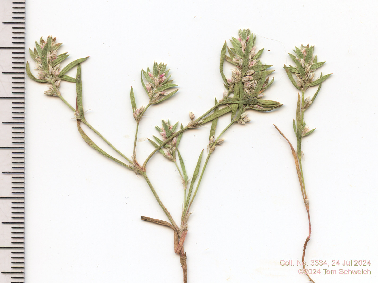 Polygonaceae Polygonum polygaloides kelloggii