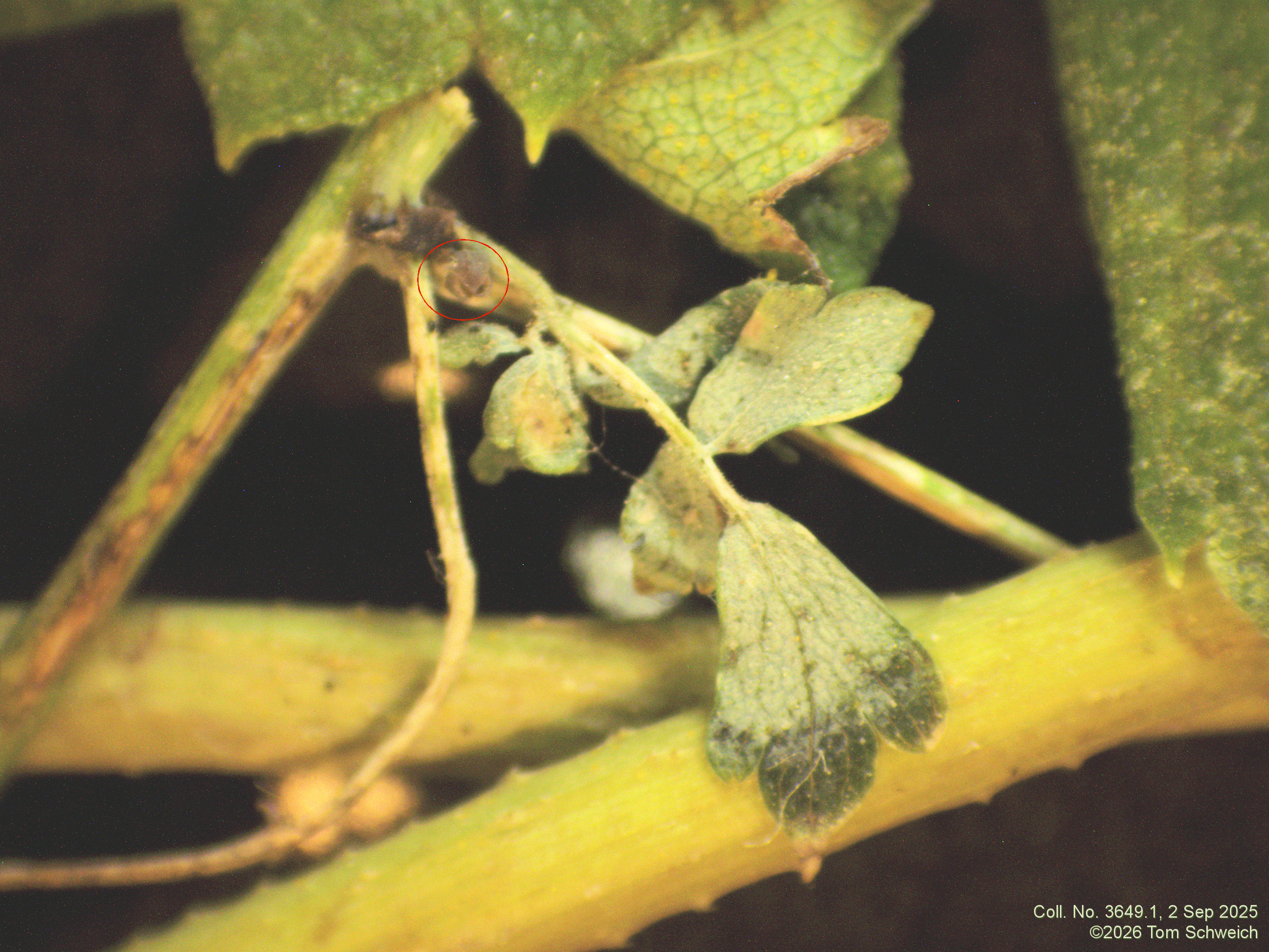 Ranunculaceae, Thalictrum