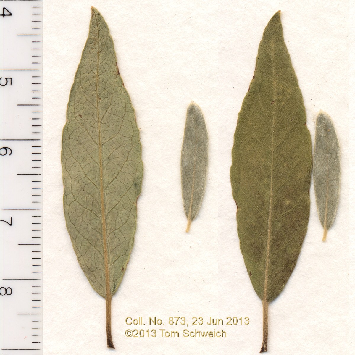 Salicaceae Salix lasiolepis